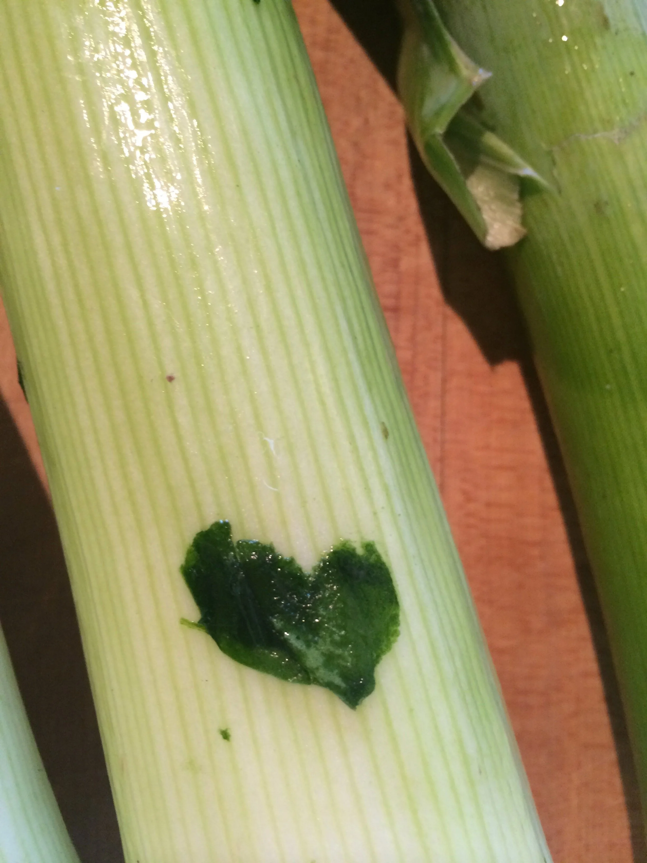 Connie Hunt Photography Love Leeks