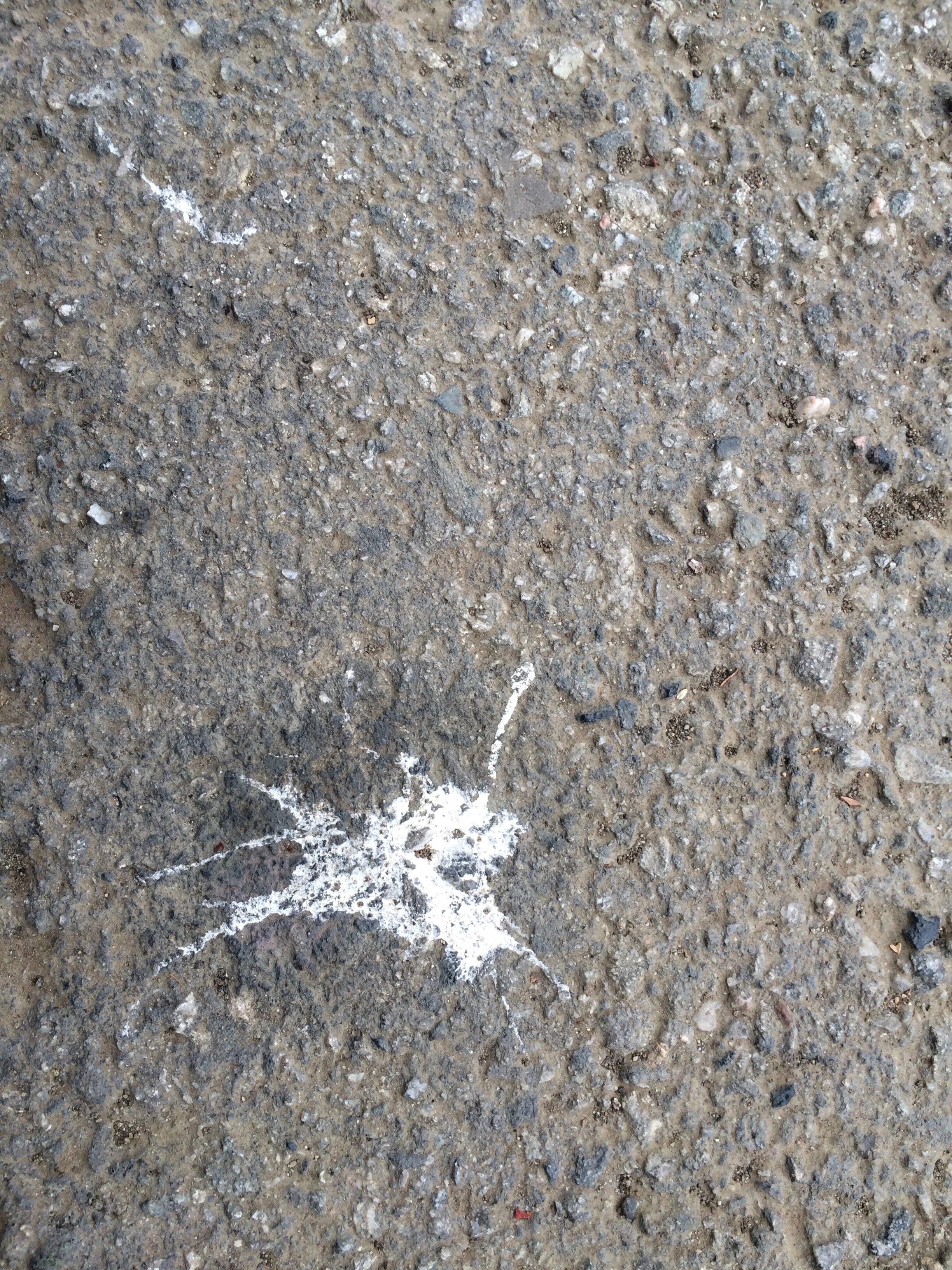 Connie Hunt Photography Love Bird Poo