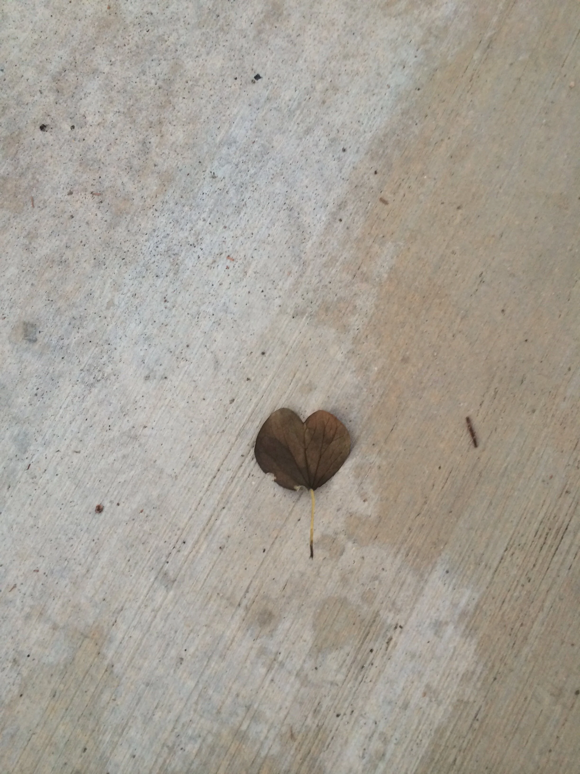 Connie Hunt Photography Love on the Ground