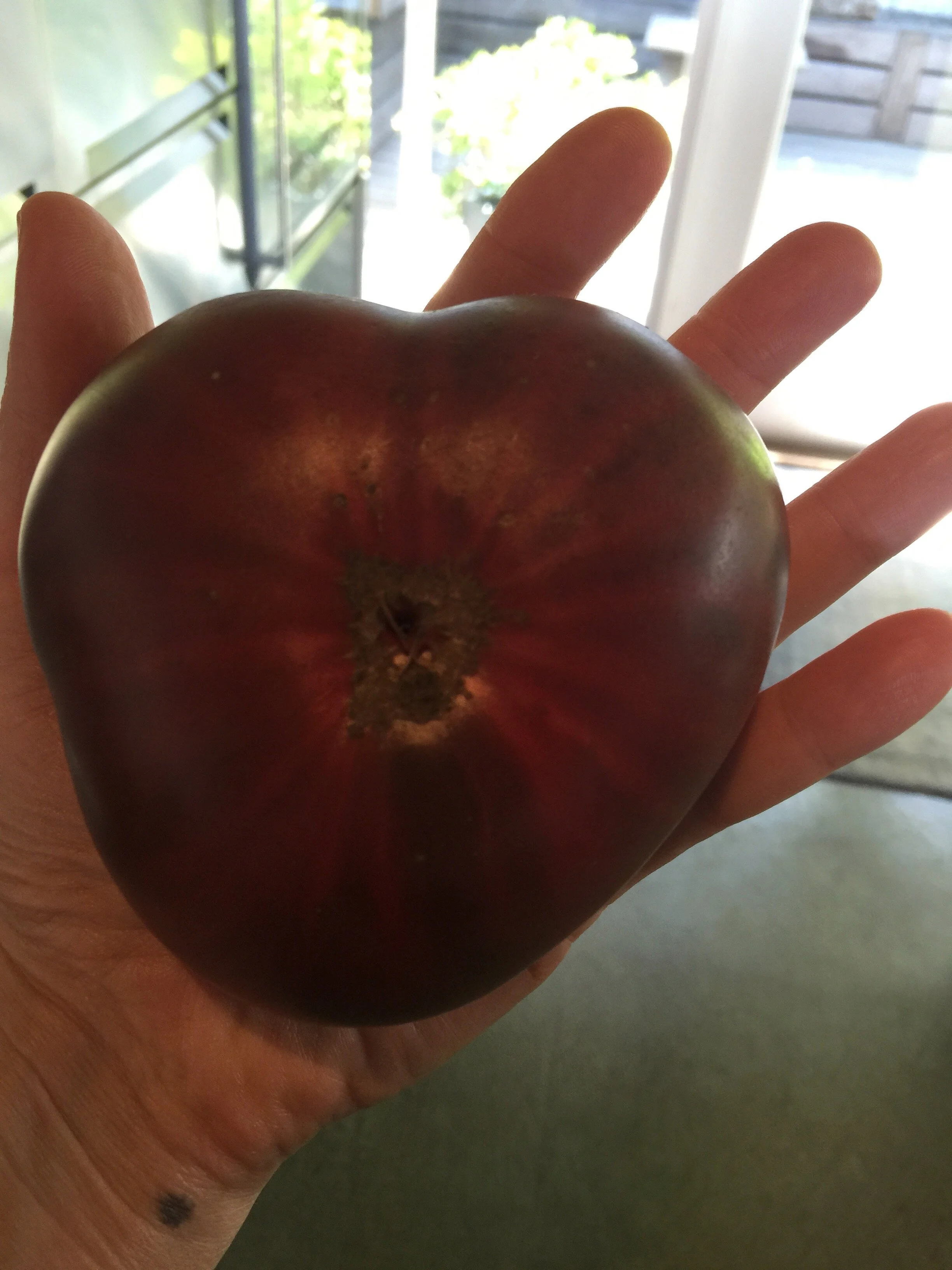Connie Hunt Photography Love Big Red Tomatoes