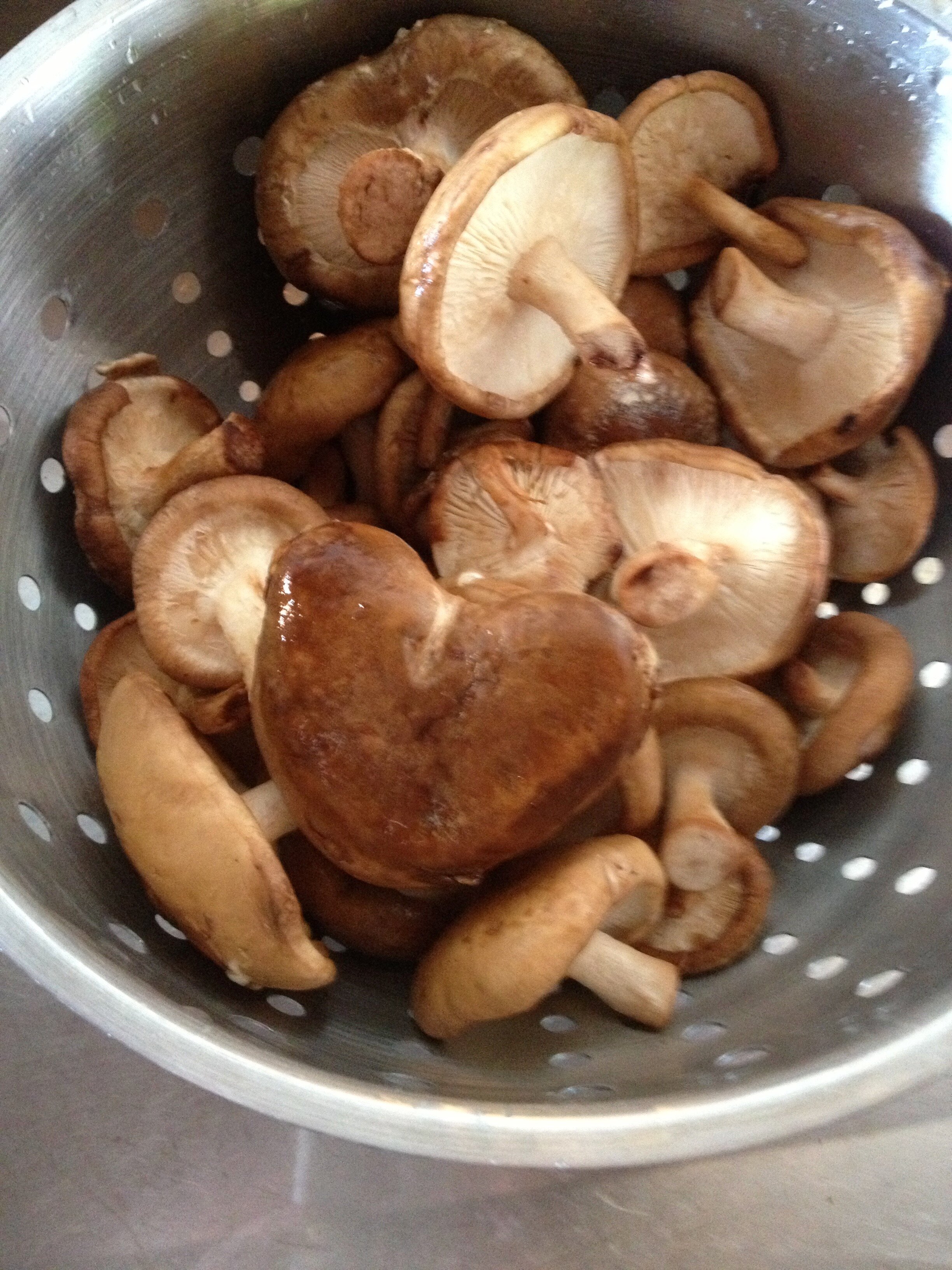 Connie Hunt Photography Love Shiitake