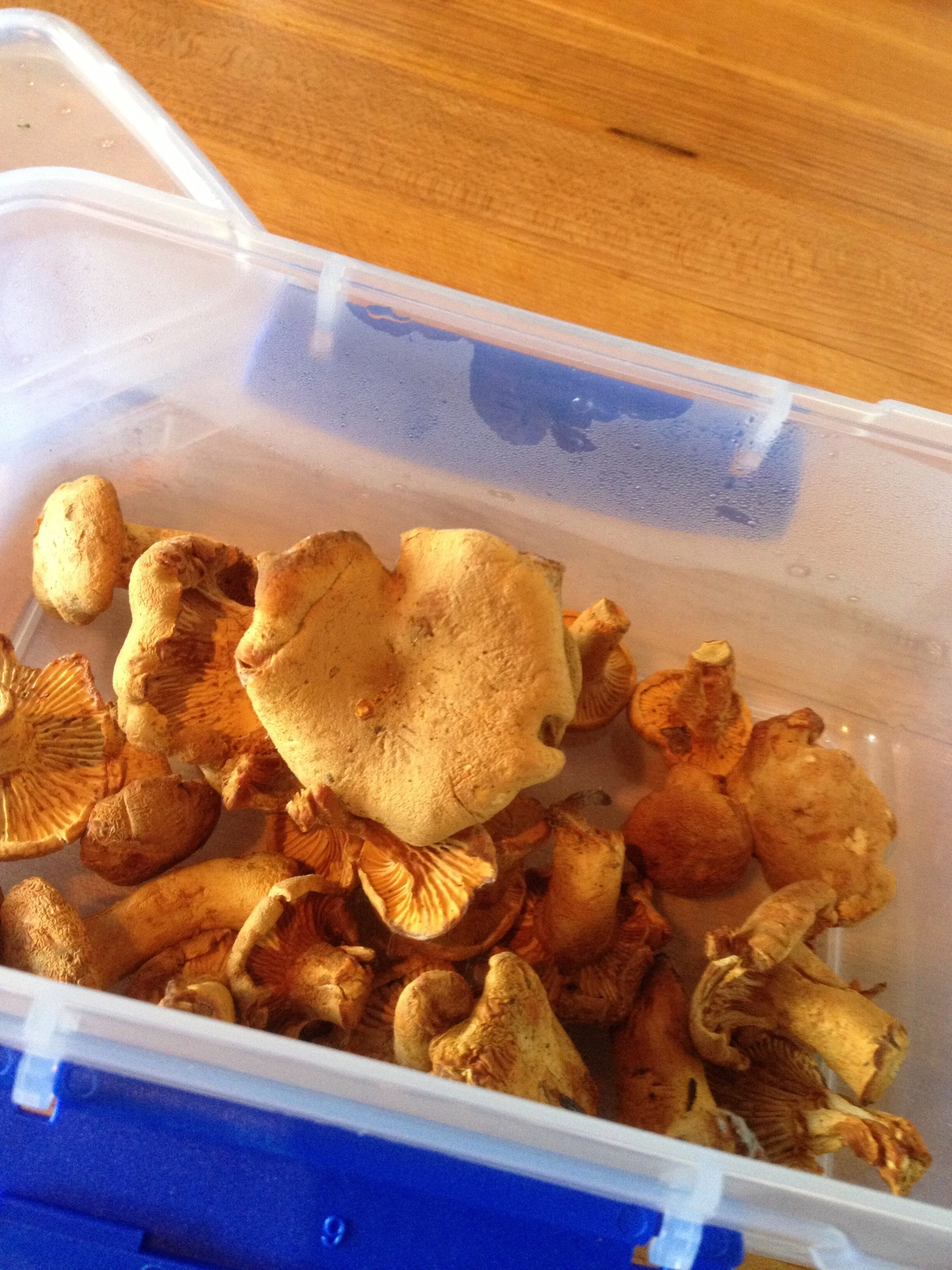 Connie Hunt Photography Love in Chanterelles