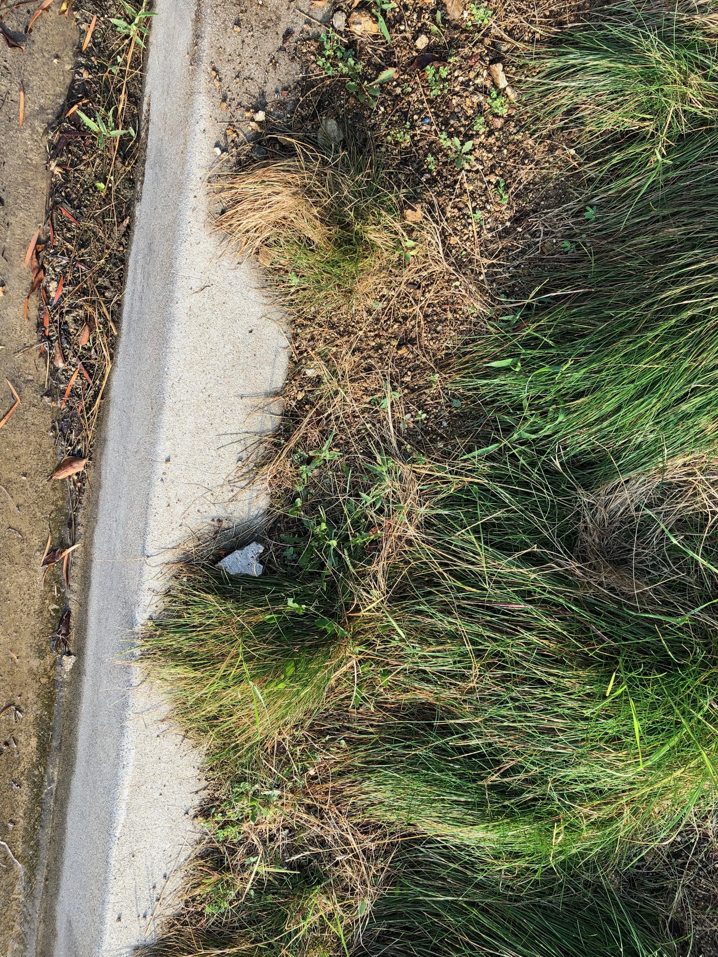 Connie Hunt Photography Love on the Curb
