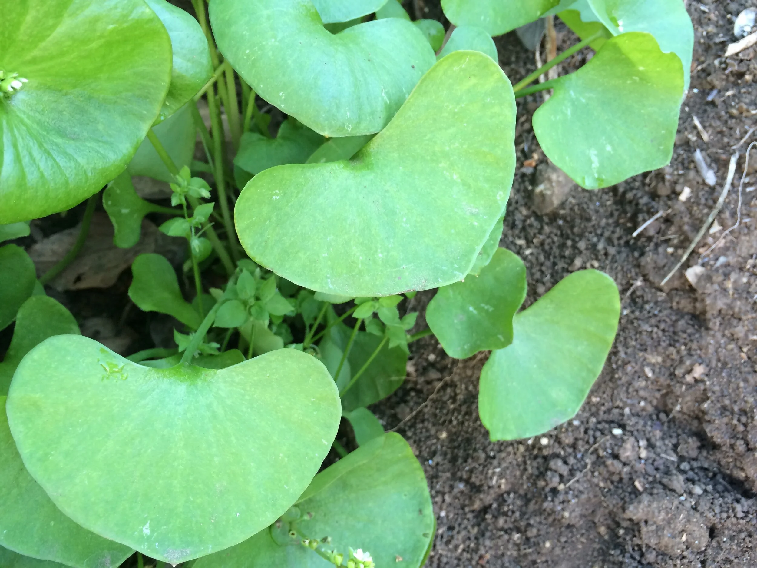 Connie Hunt Photography Love Clover