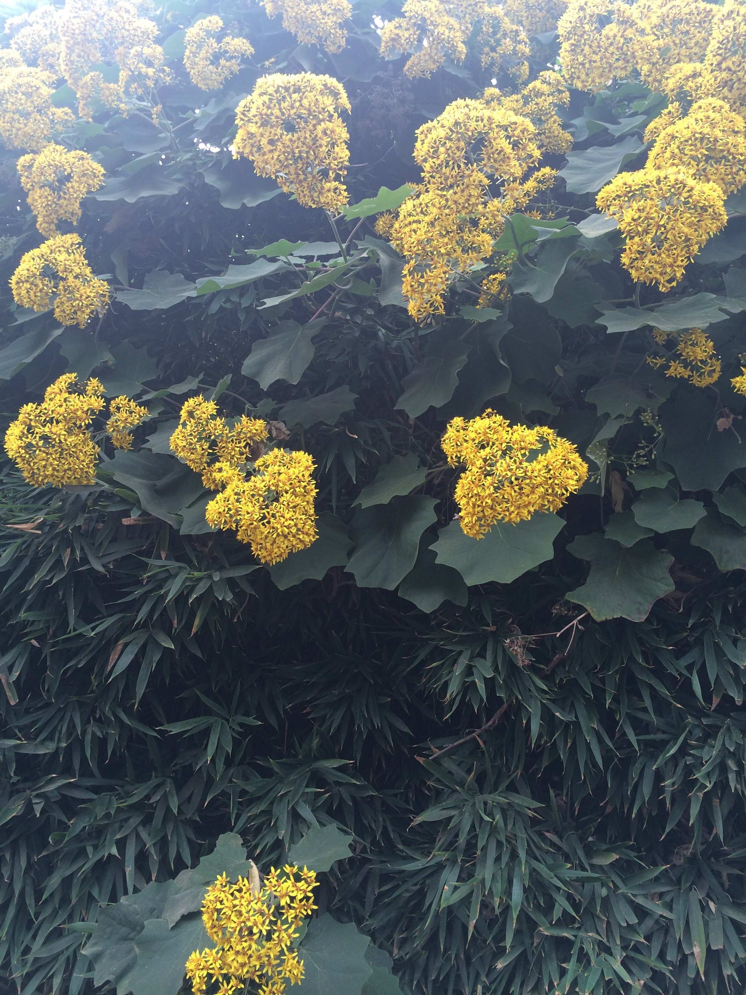 Connie Hunt Photography Love in Yellow Flowers