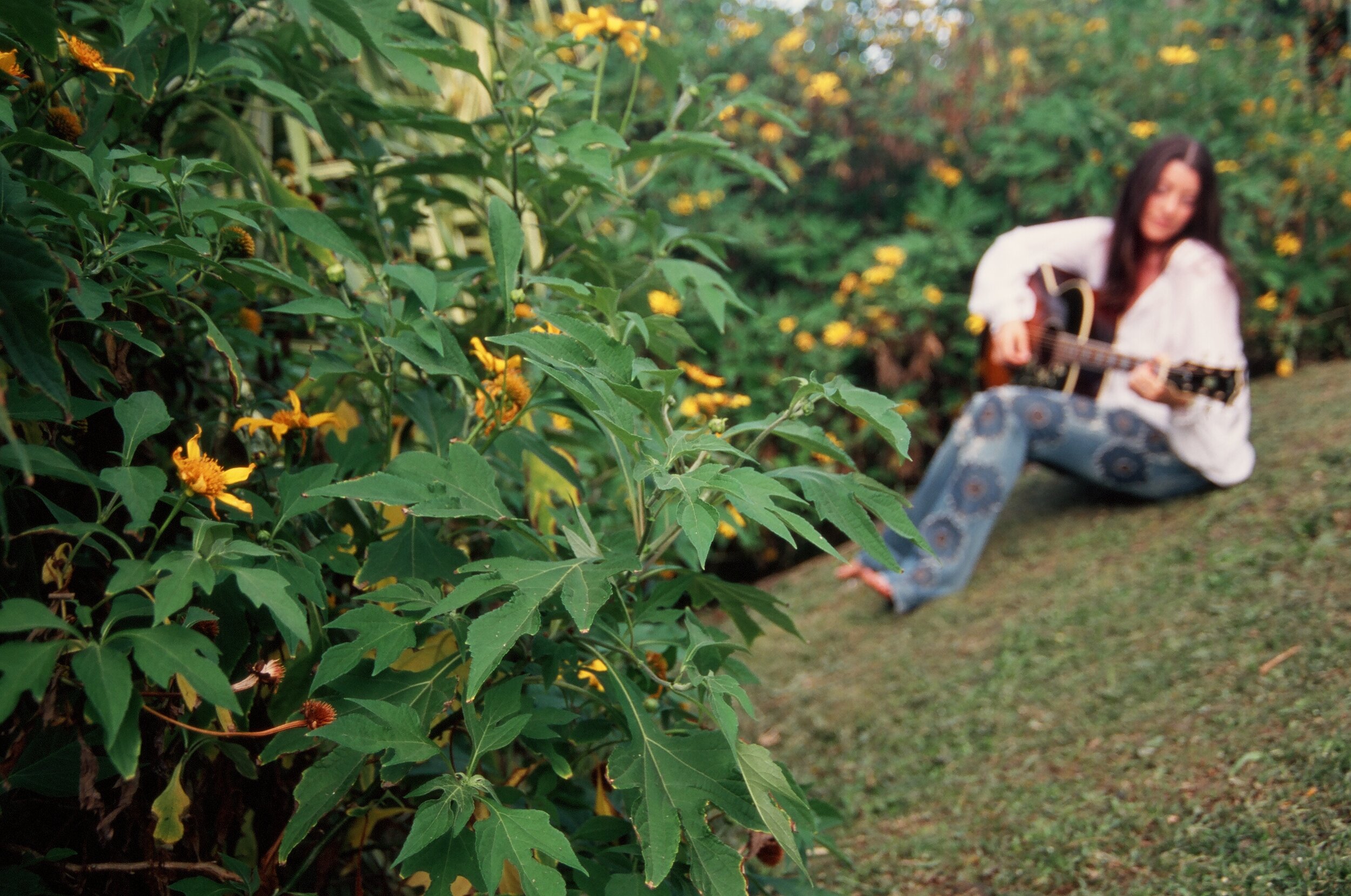 Connie Hunt Sunflowers of Haena by Jim Shea