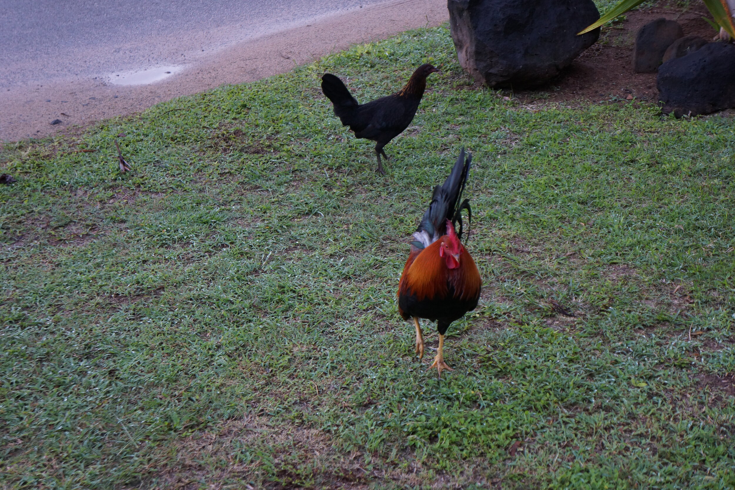 Connie Hunt Photography Anini Chicken and His Mate (2012)
