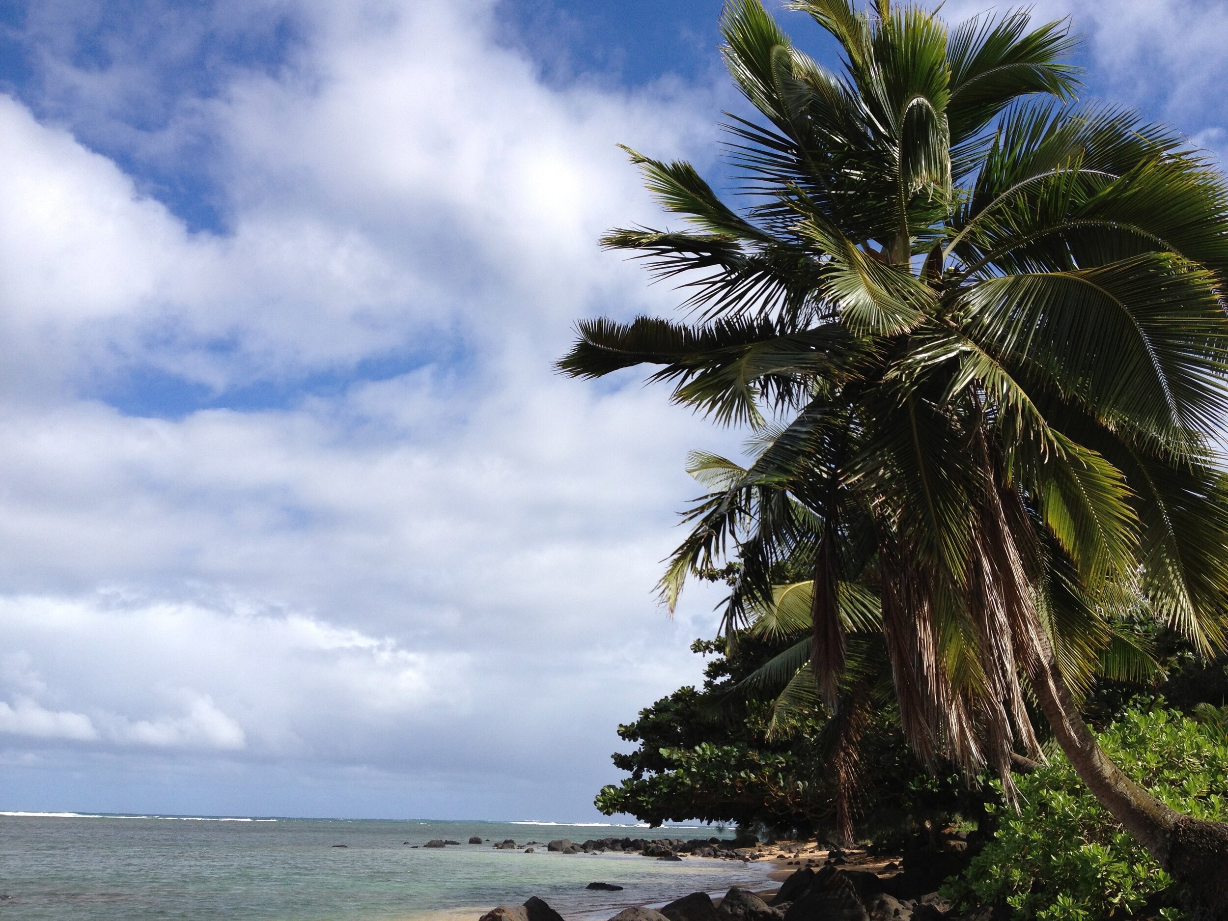 Connie Hunt Photography Christmas Palms (2012)