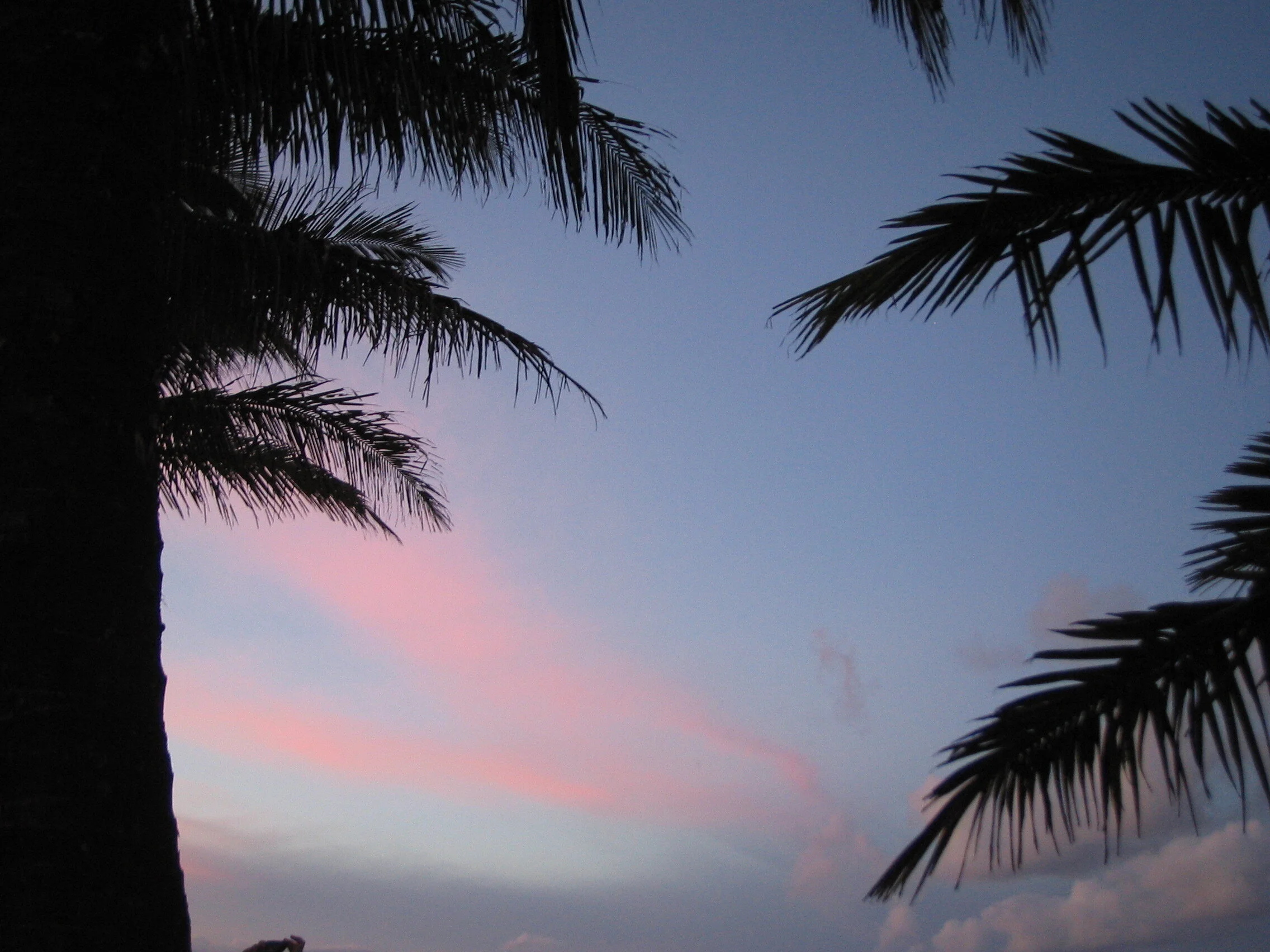 Connie Hunt Photography Anini Palms Sway (2004)