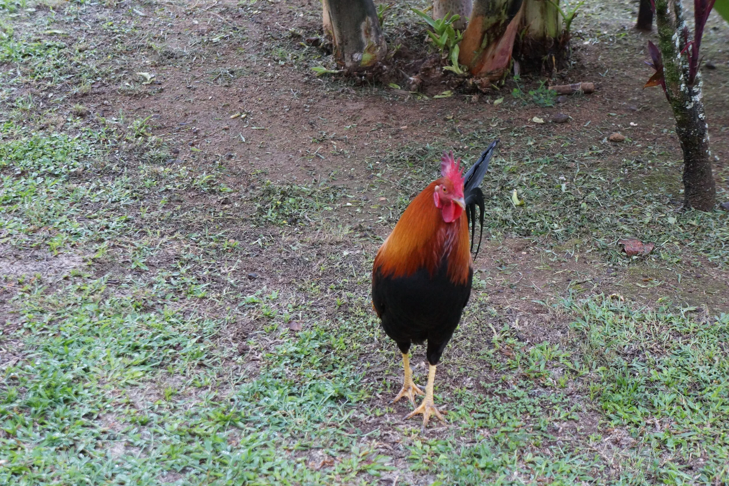 Connie Hunt Photography Anini Chicken (2012)