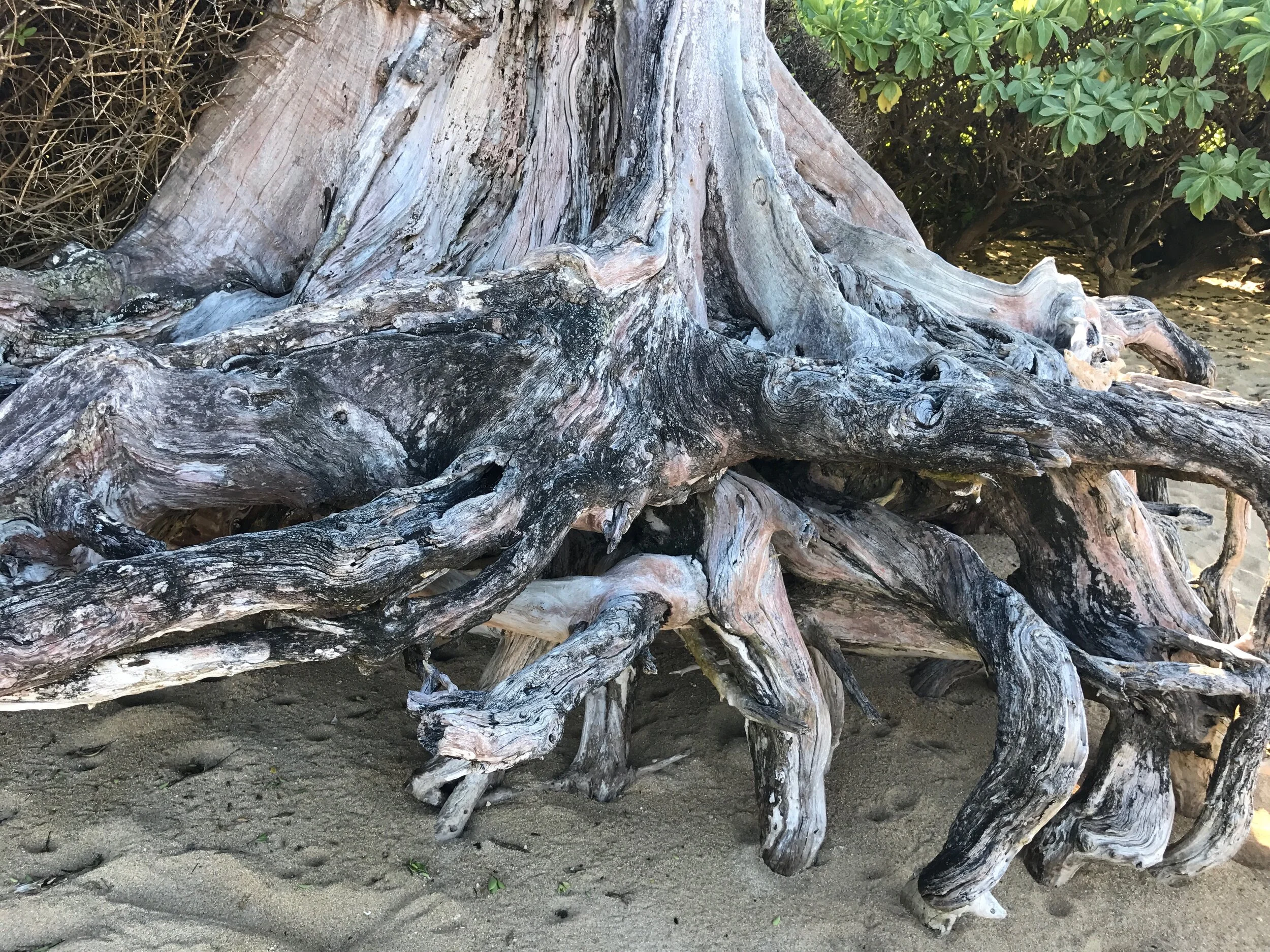 Connie Hunt Anini Roots (2017)