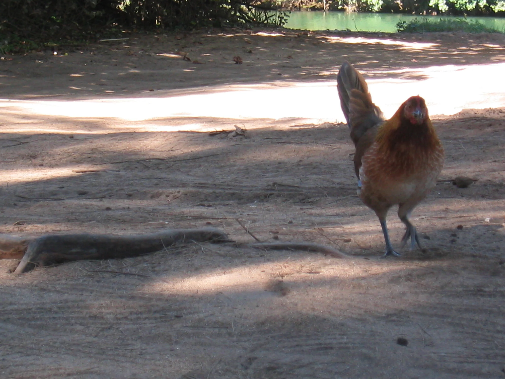 Connie Hunt Photography Rock Quarries Chicken"(2004)