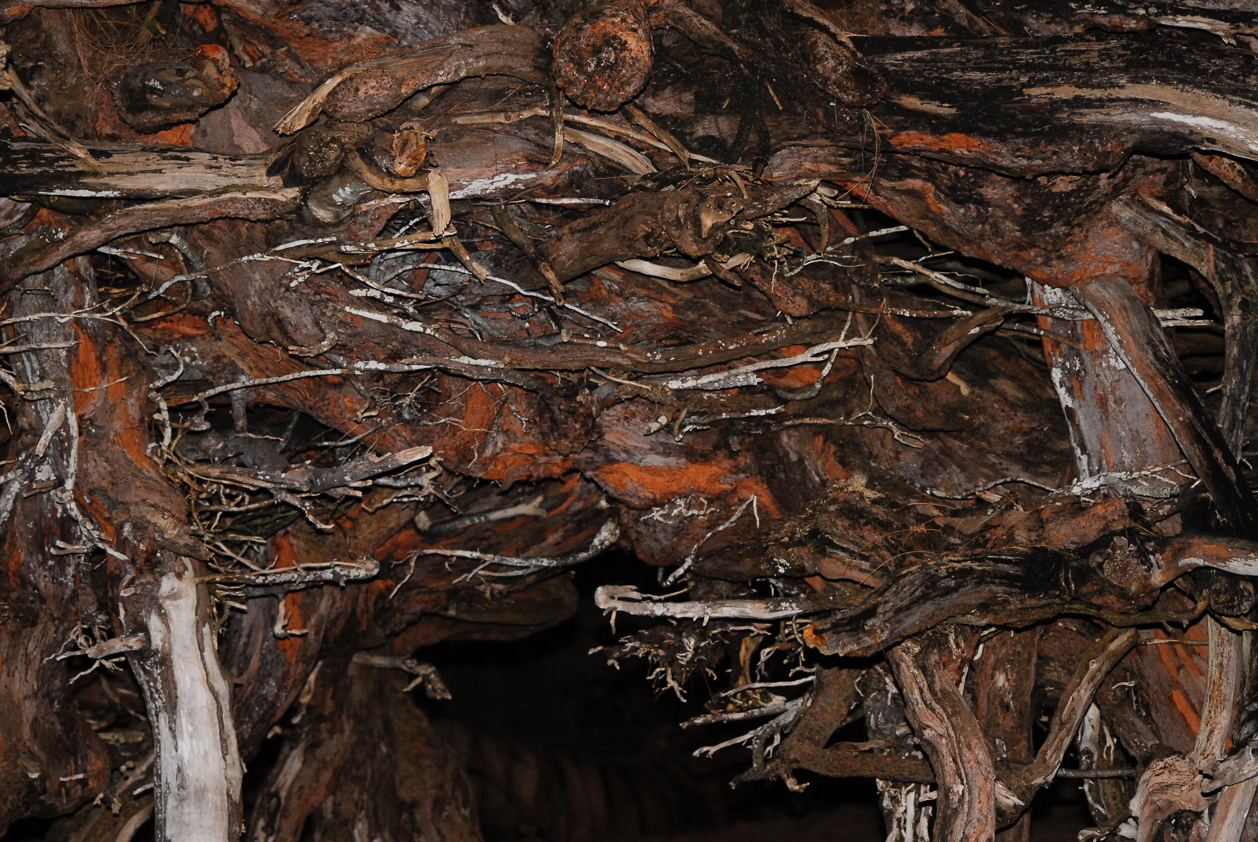 Connie Hunt Photography Octopus Roots 1 (2008)