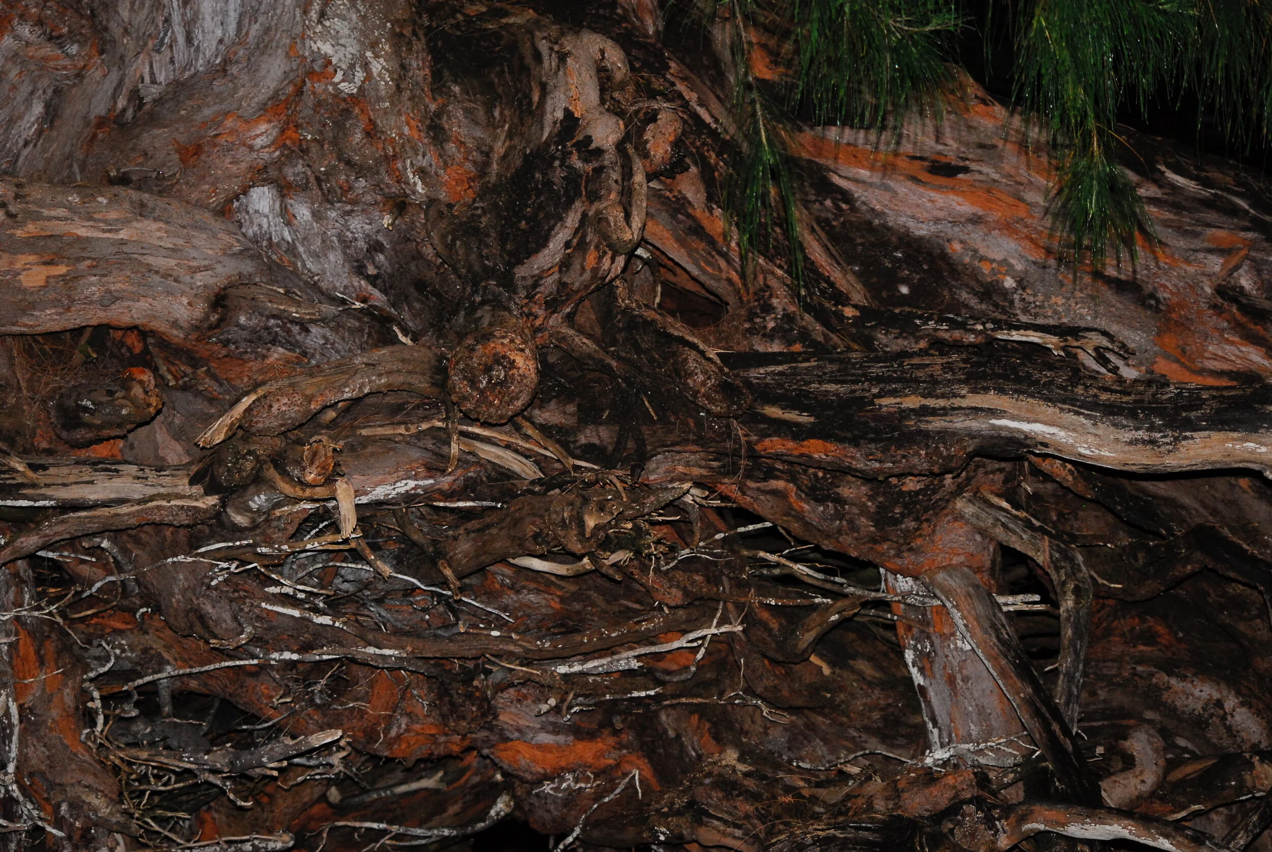 Connie Hunt Photography Octopus Roots 2 (2008)