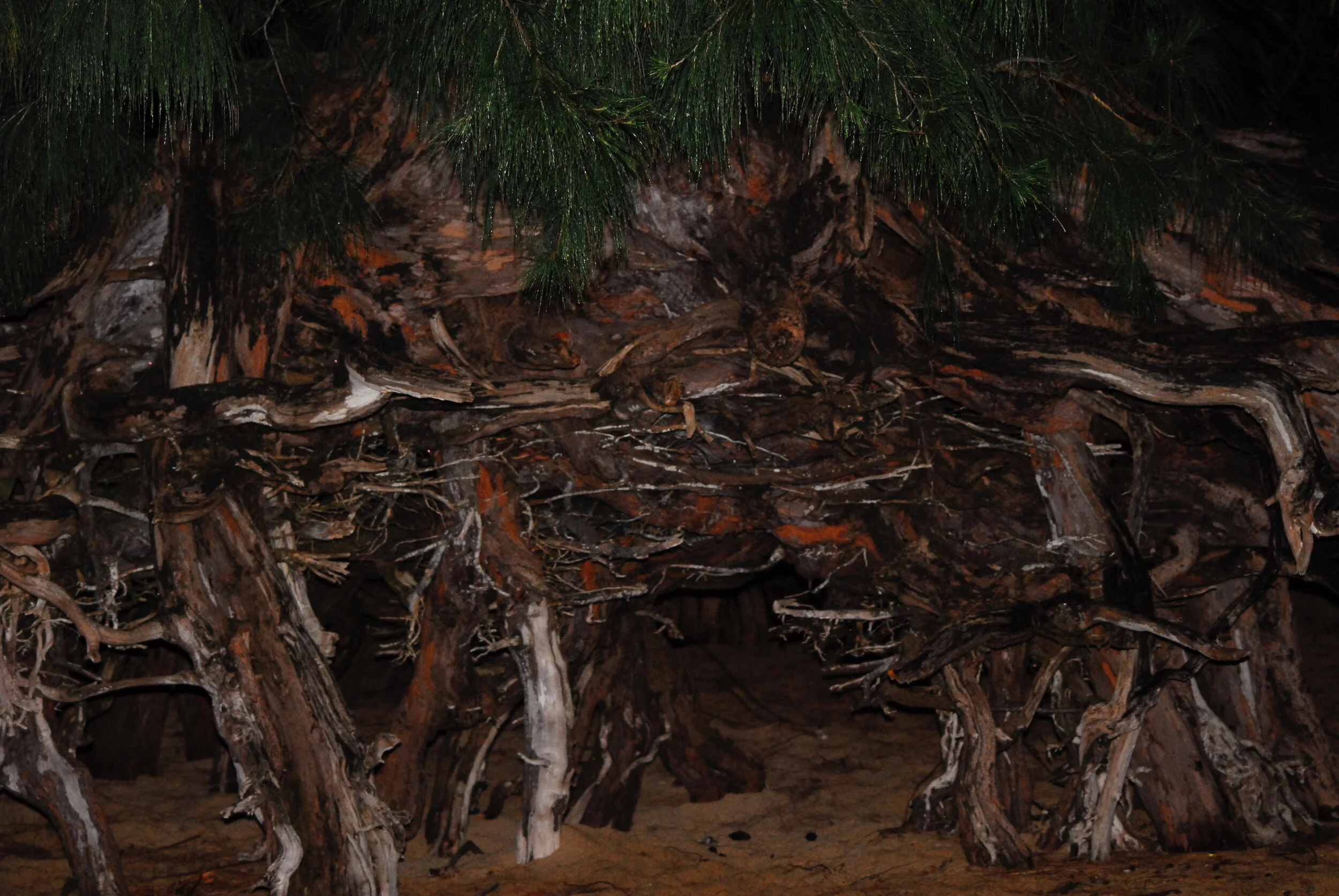 Connie Hunt Photography Octopus Roots 3 (2008)