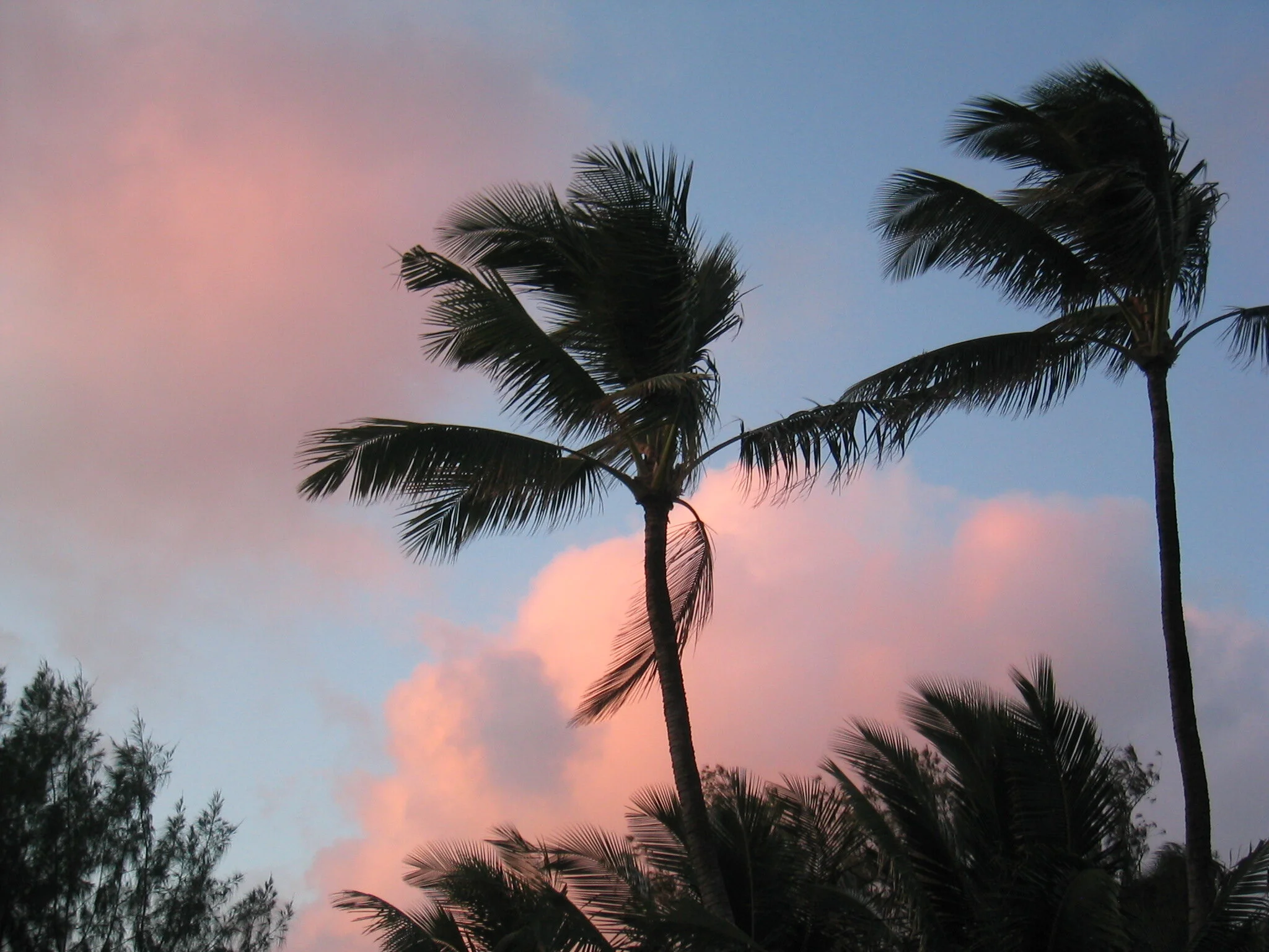 Connie Hunt Photography Pink Palms Sway (2005)