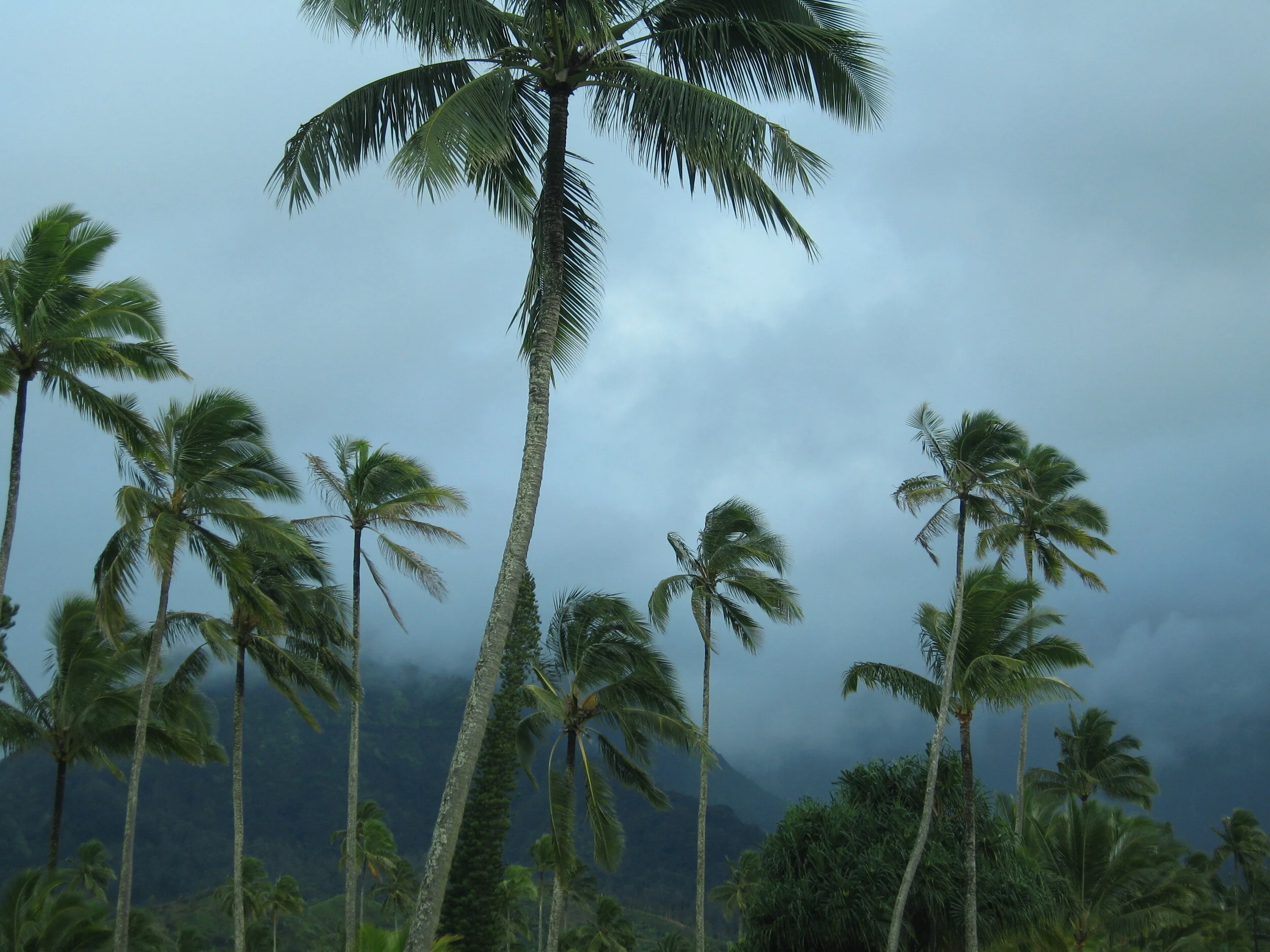 Connie Hunt Stormy Palms in Hanalei (2005)