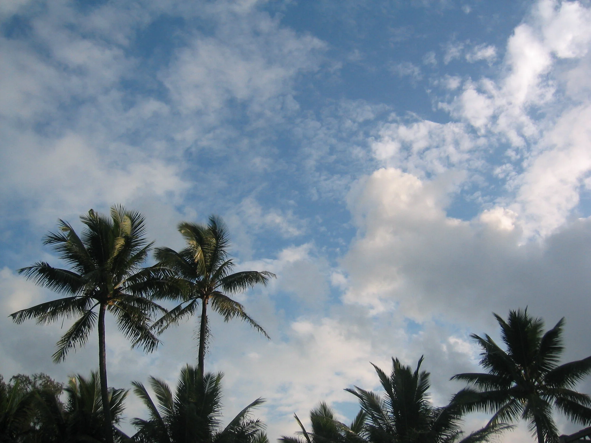 Connie Hunt Photography Sunshiny Palms (2004)