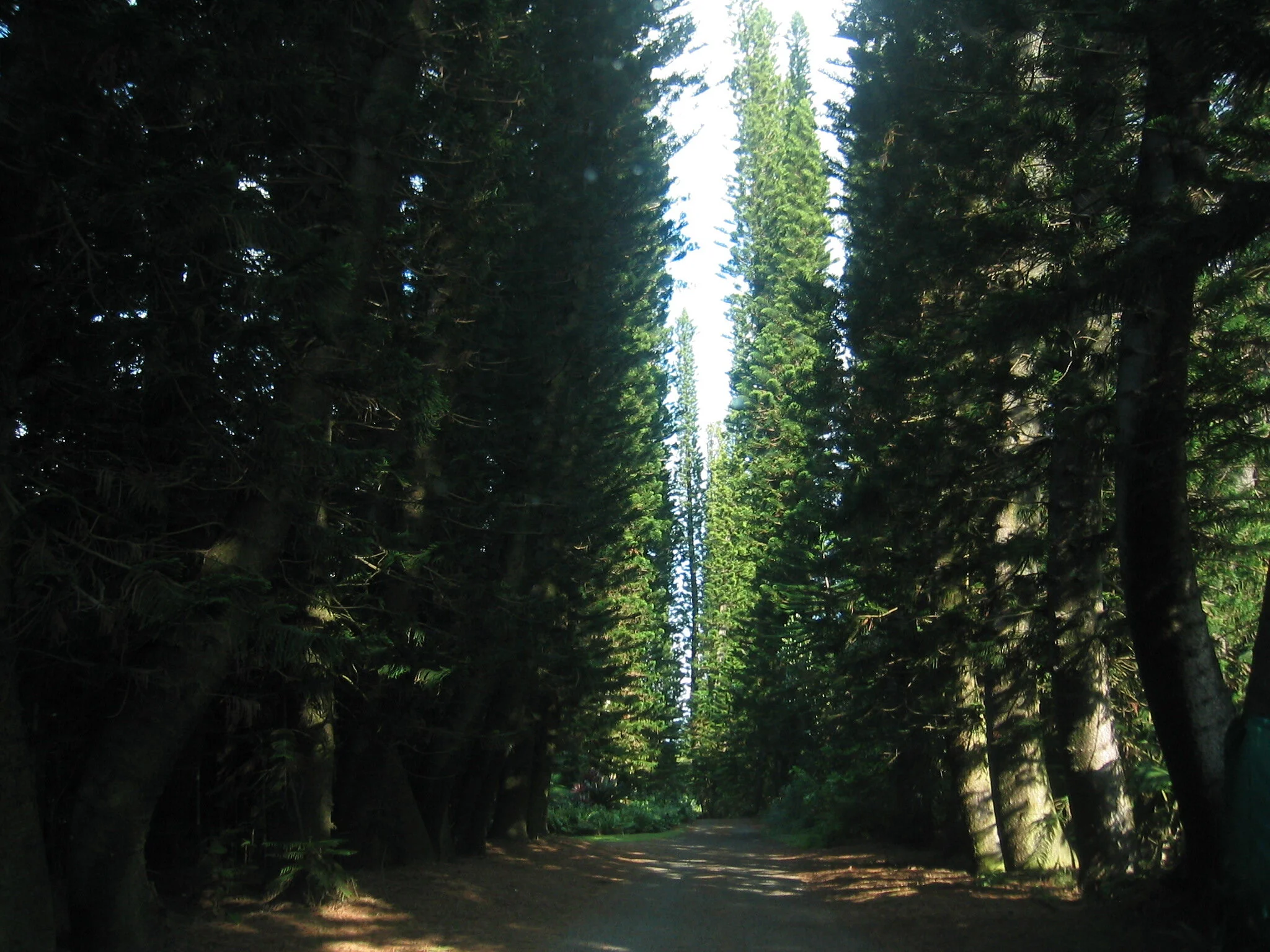 Connie Hunt Photography Tunnels Tree Tunnel (2004)