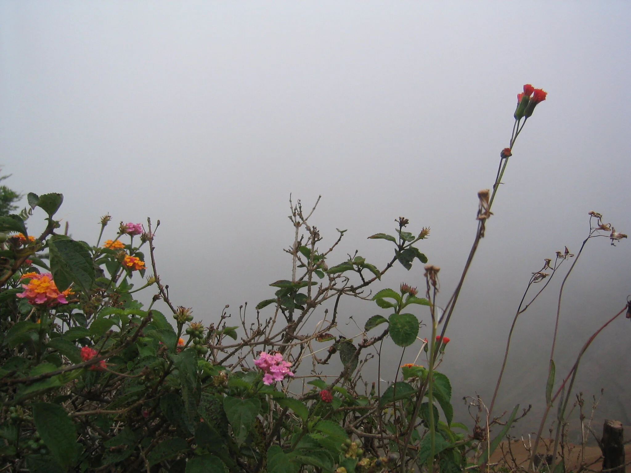 Connie Hunt Photography Waimea Cloud Garden (2004)