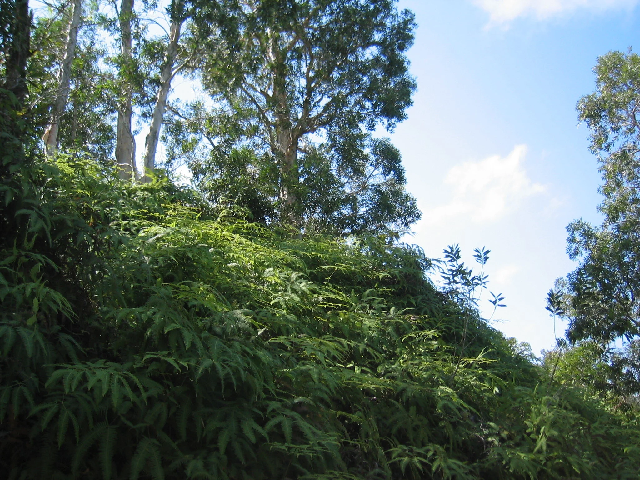 Connie Hunt Photography Wells ATV Jurassic Ferns (2005)