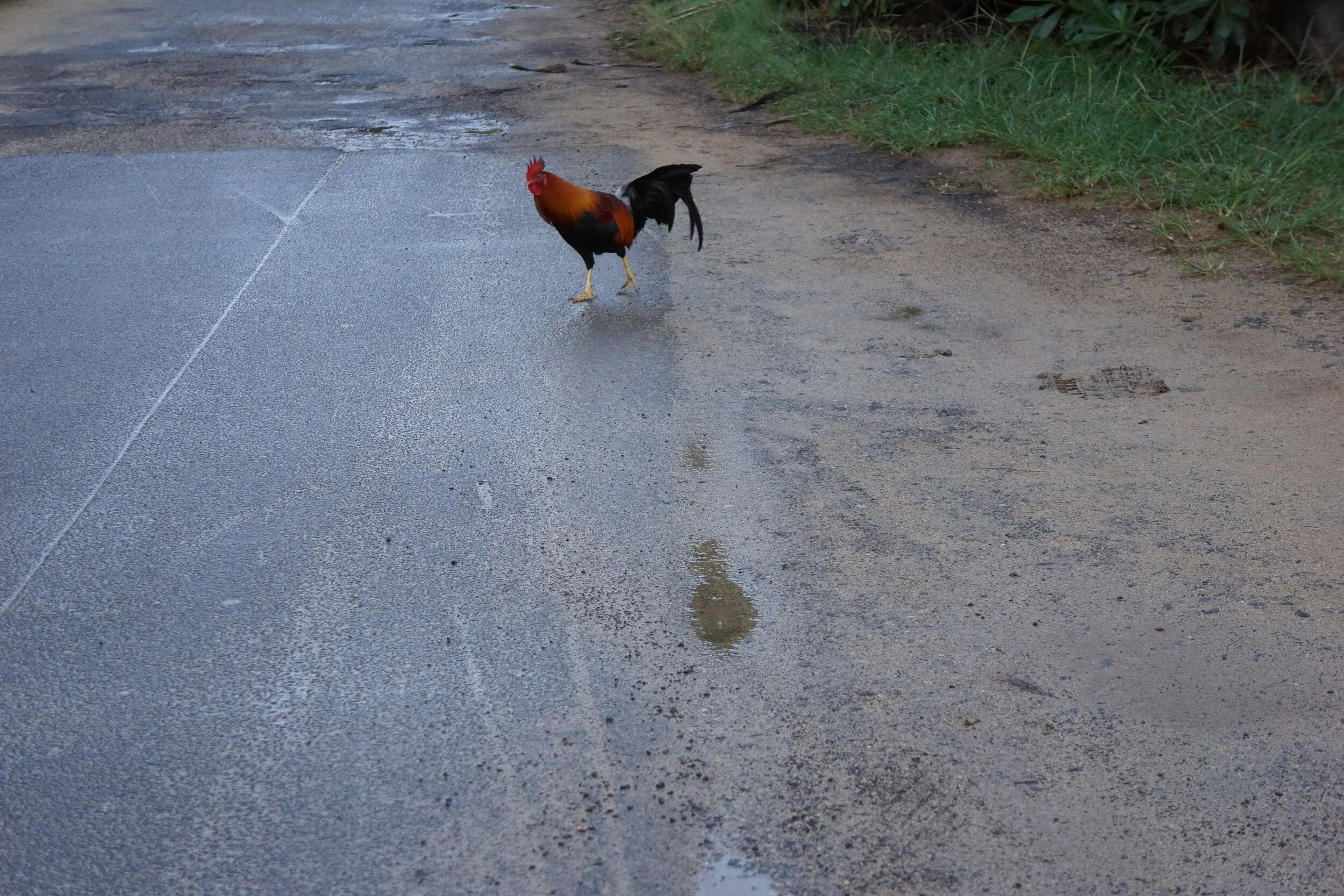 Connie Hunt Photography Why Did the Anini Chicken Cross the Road (2012)