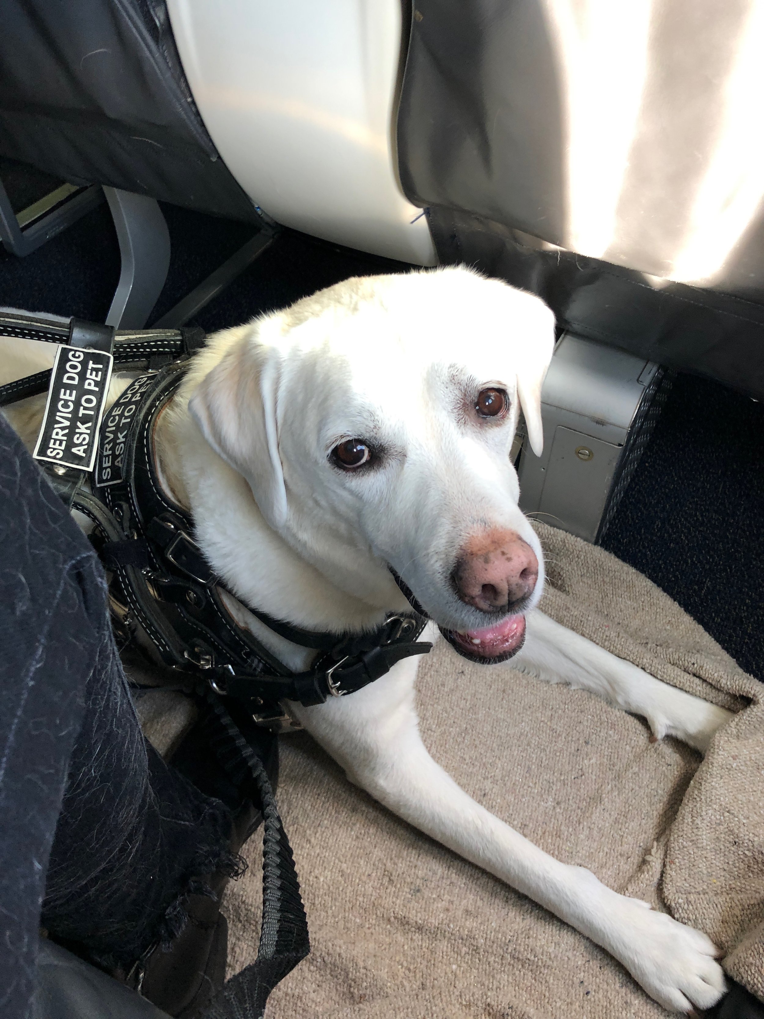 Daisy Jane Louise_Connie Hunt_Mobility Service Dog