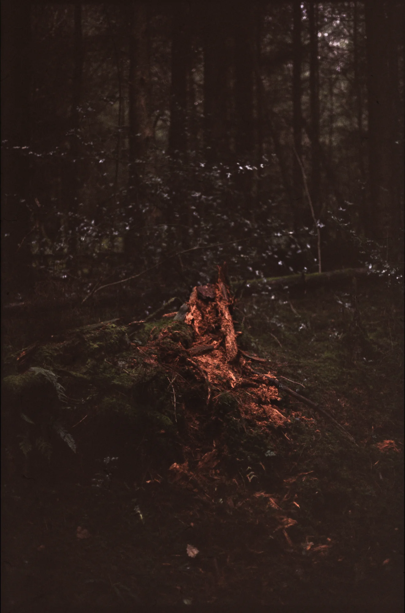 raw0003.jpg