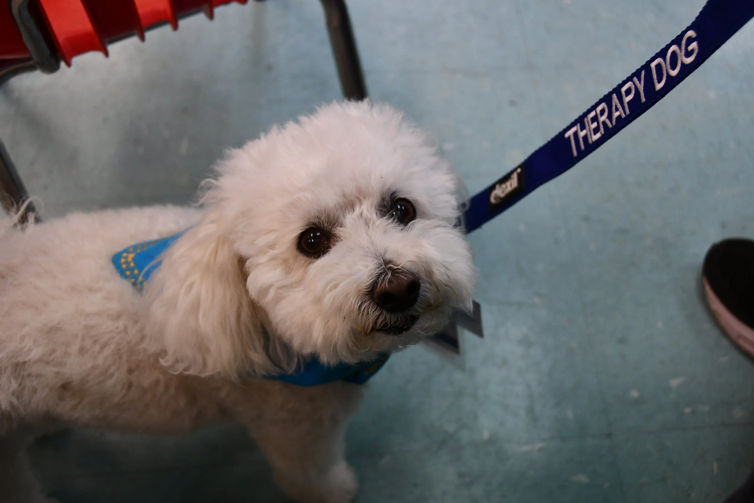 This dog is ready to be read to!