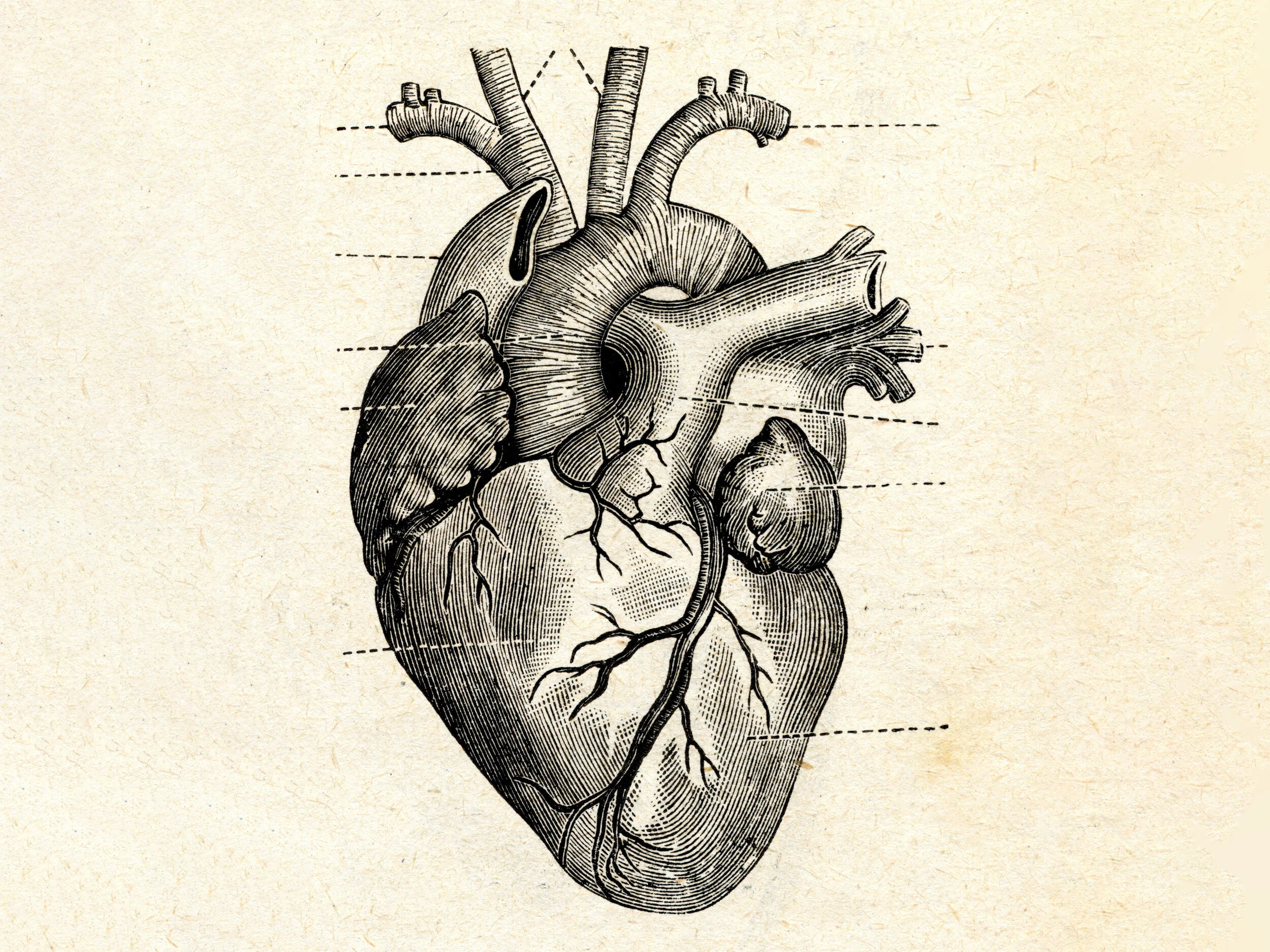I took inspiration from other various wildlife field guides as well as vintage heart diagrams.  I also wanted to highlight the balance of the analytical with the emotional, so I chose to use heart illustrations that included modern additions.