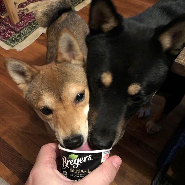 They like ice cream almost as much as me! #shiba #shibainu #dog #dogs #mansbestfriend #시바견 #개 #아이스크림