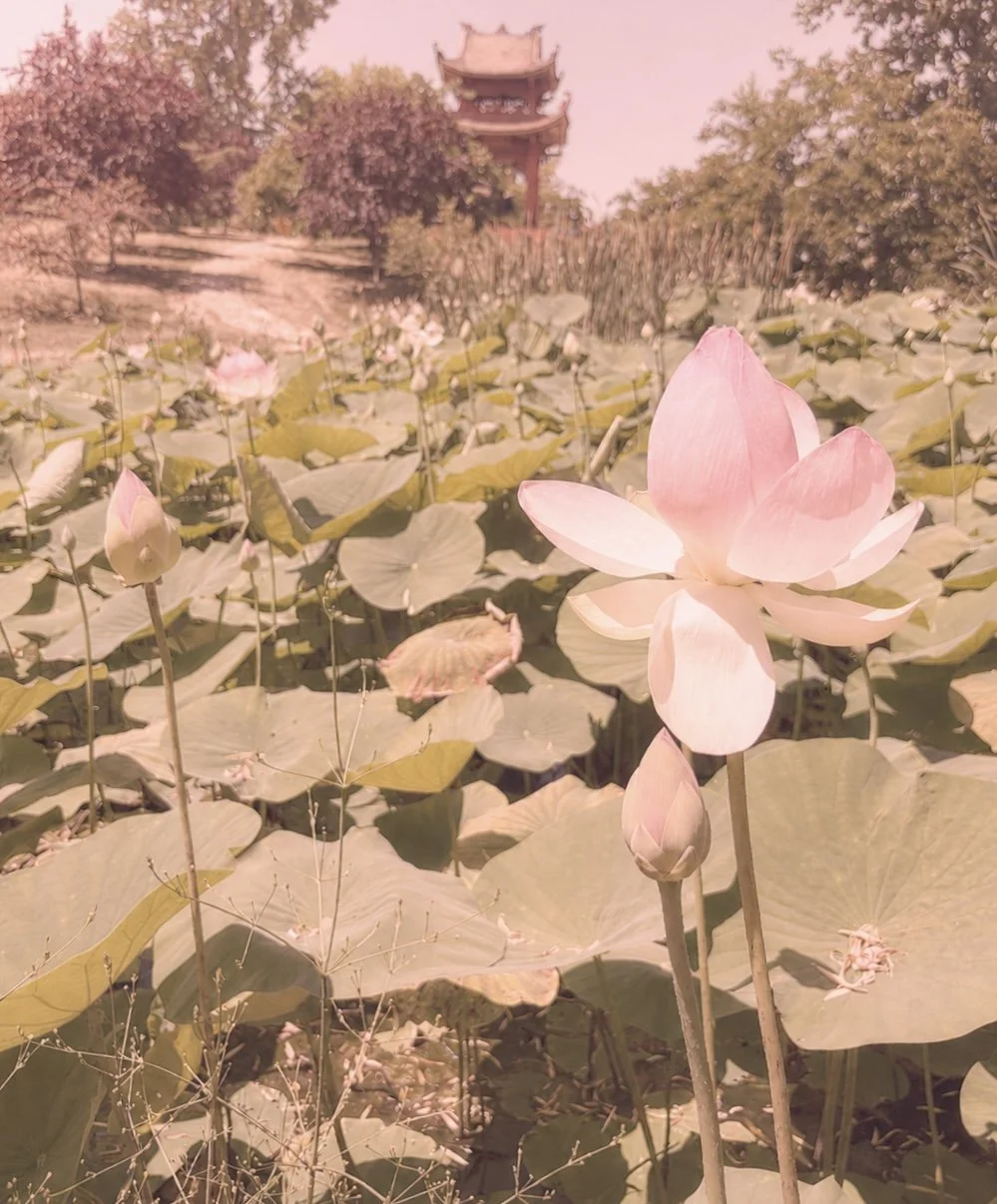 pink hue full lh lotus.jpg