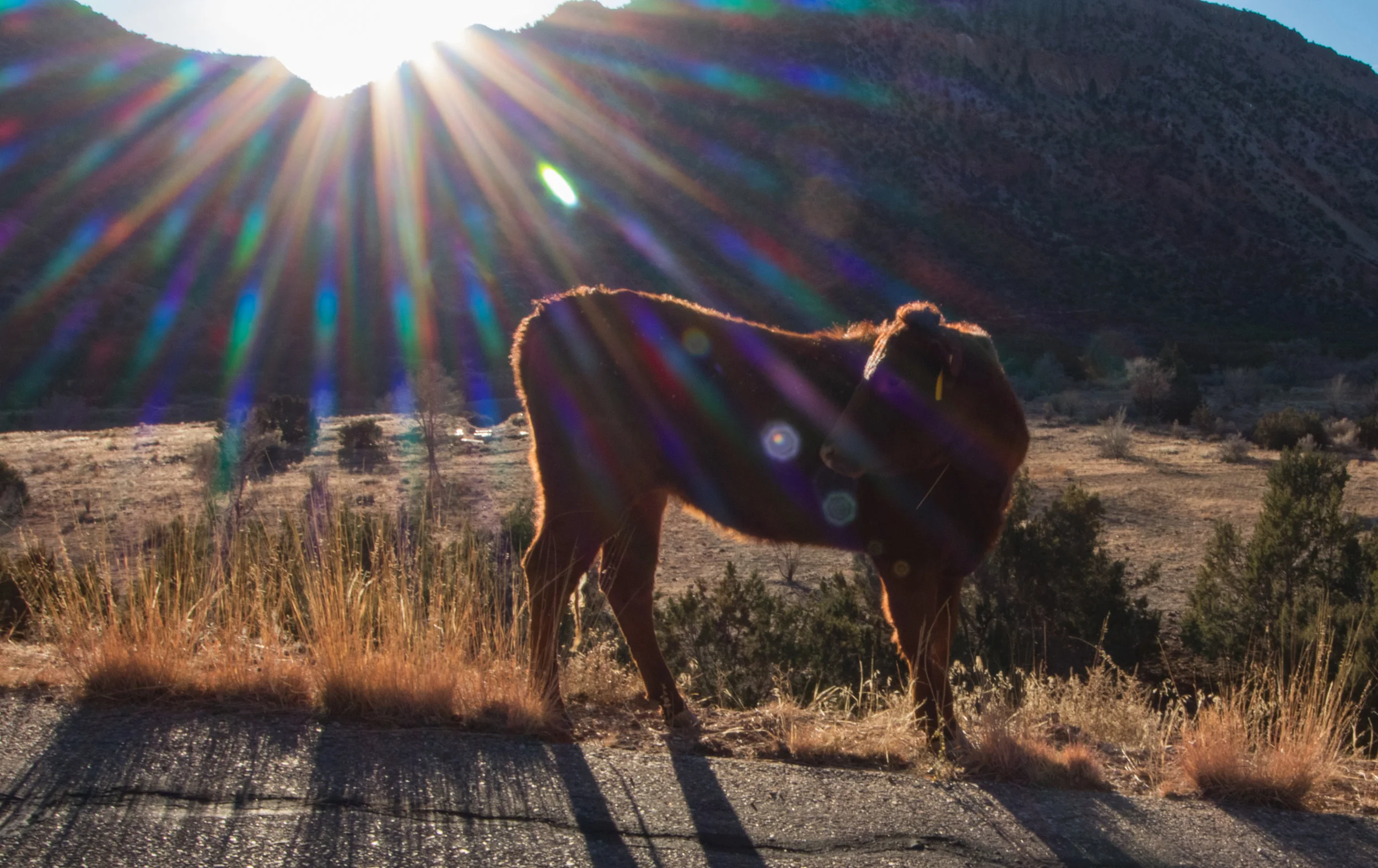 Good Morning Cow
