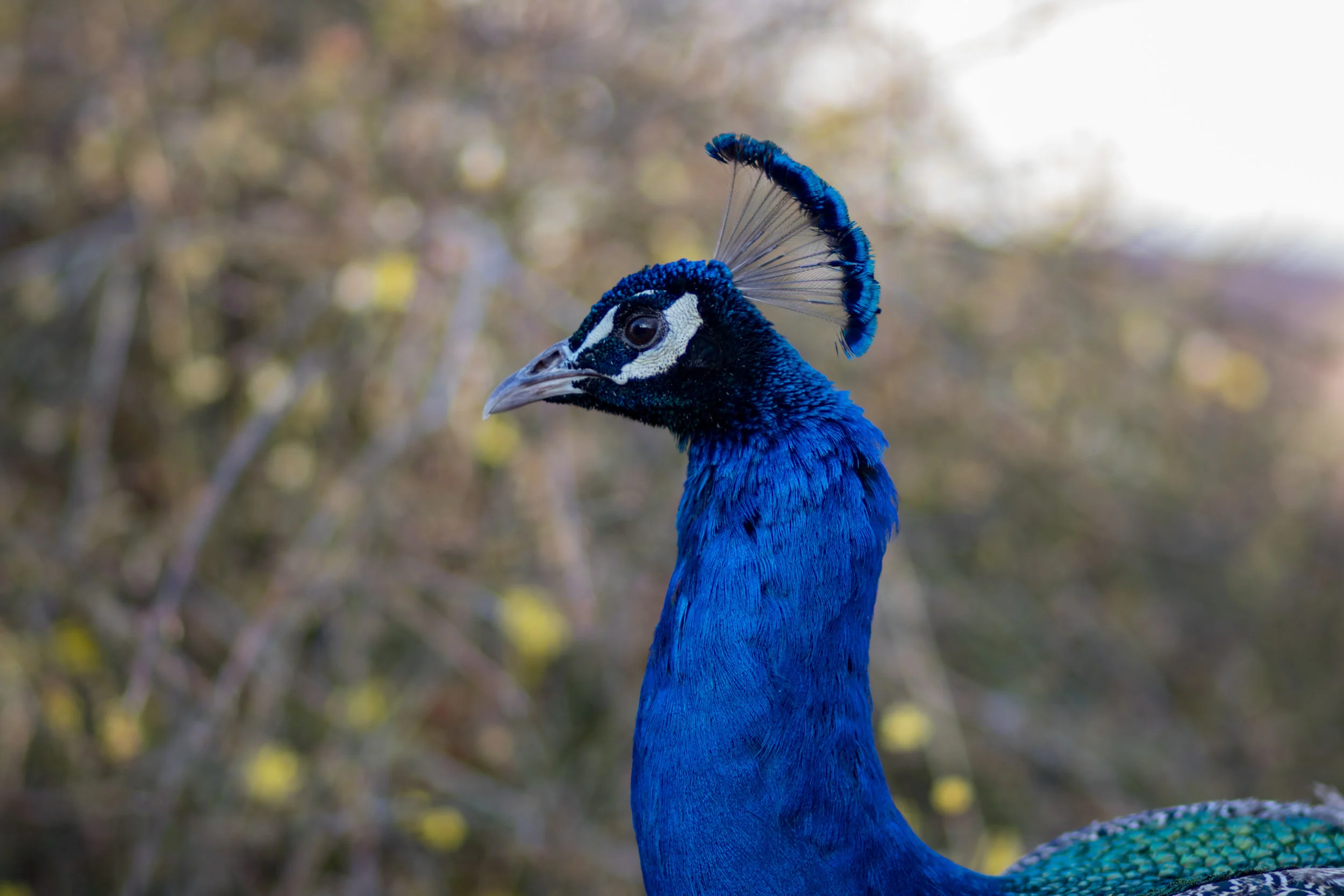 My friend the Peacock