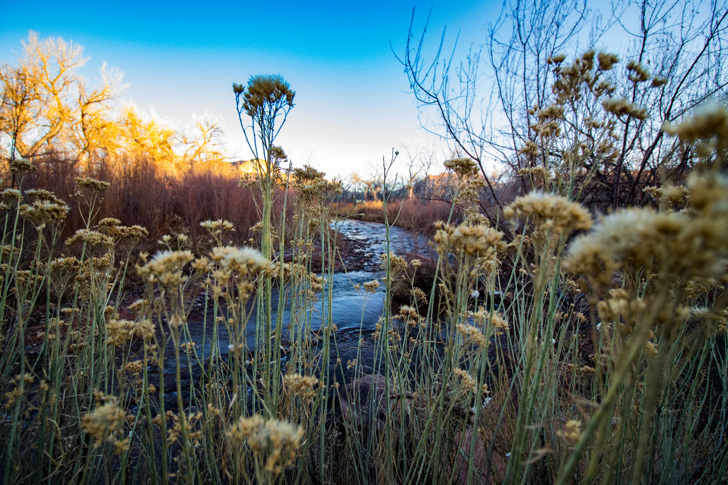 Flowers by the river