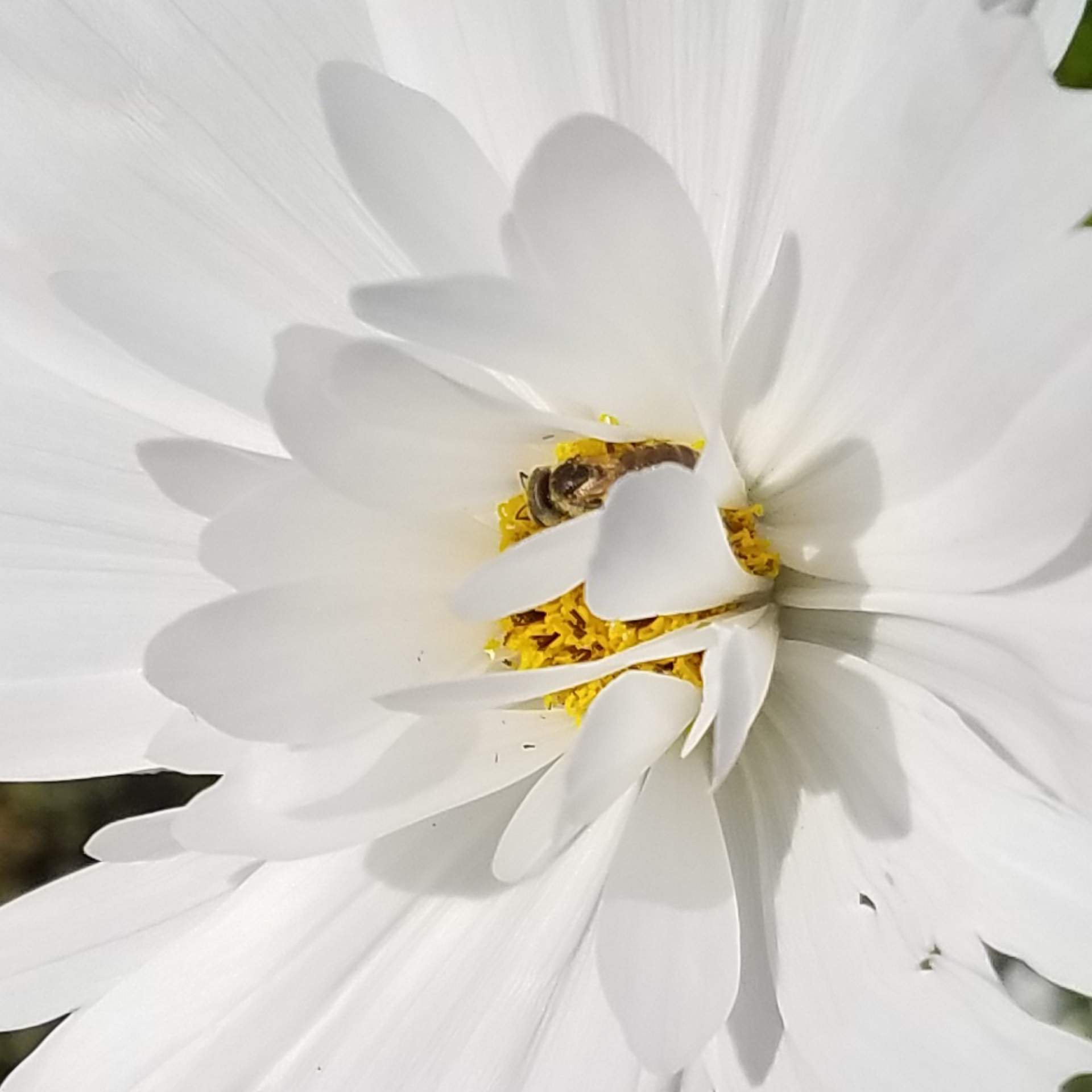 white flower with bee.jpg