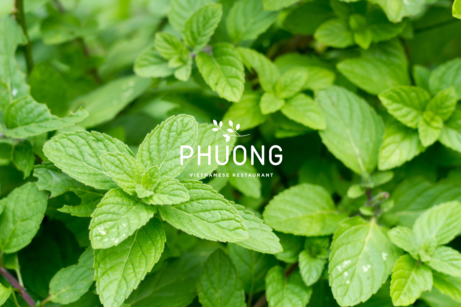 PHUONG-BANNER-MINT-LOGO.jpg