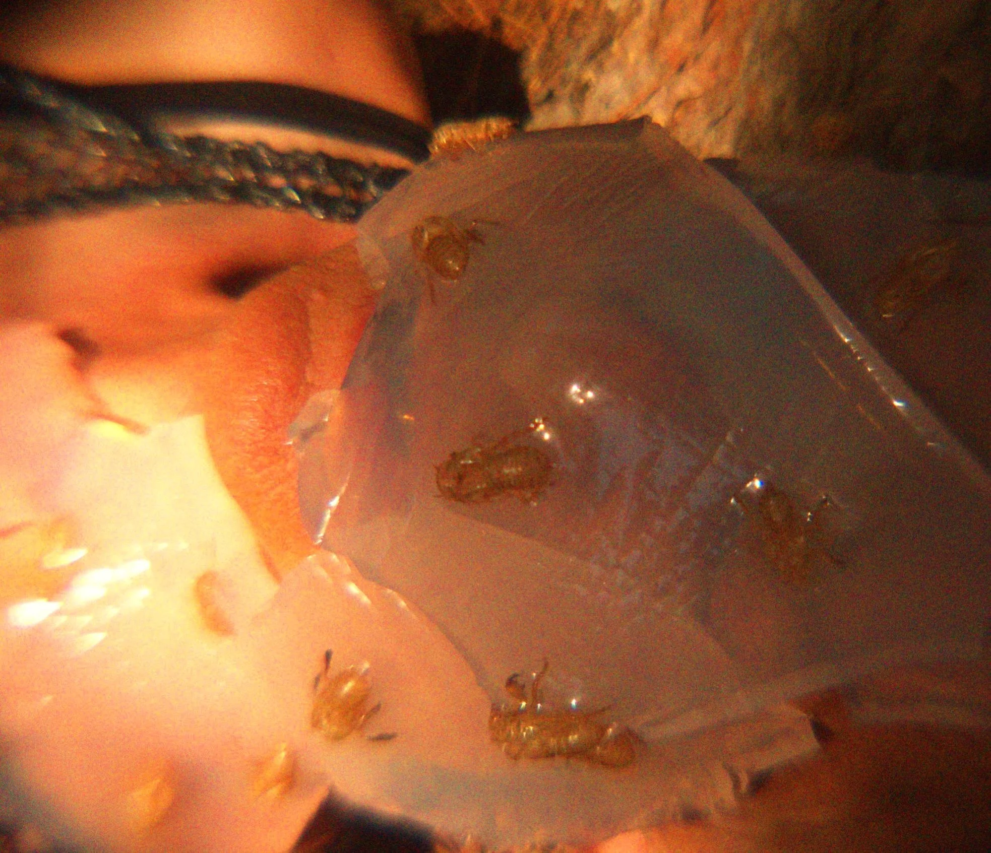 New Repro Tech/Feral Labs Roundtable at TTT2025 Ljubljana