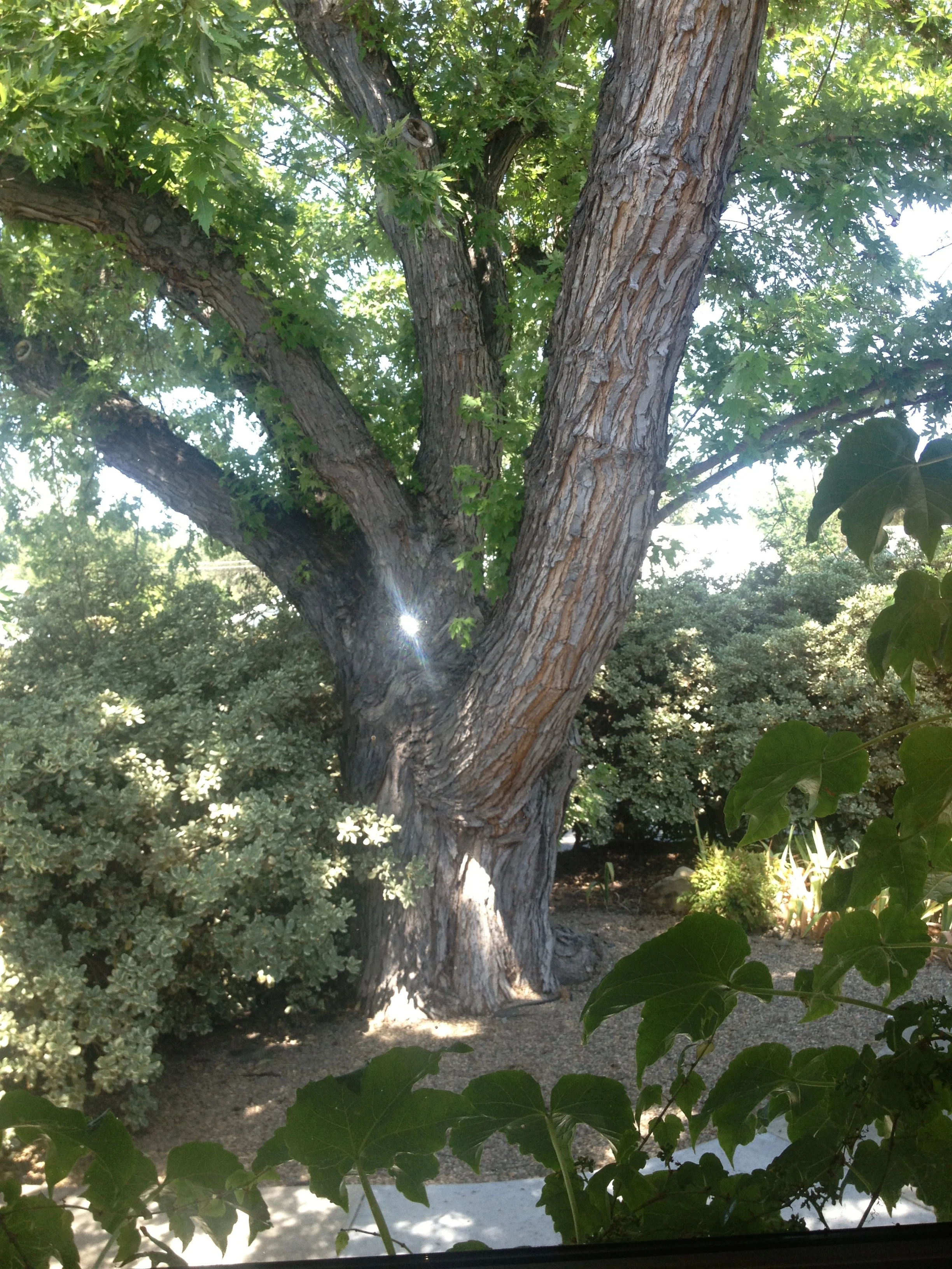 Ancient Oaks Grace the landscape