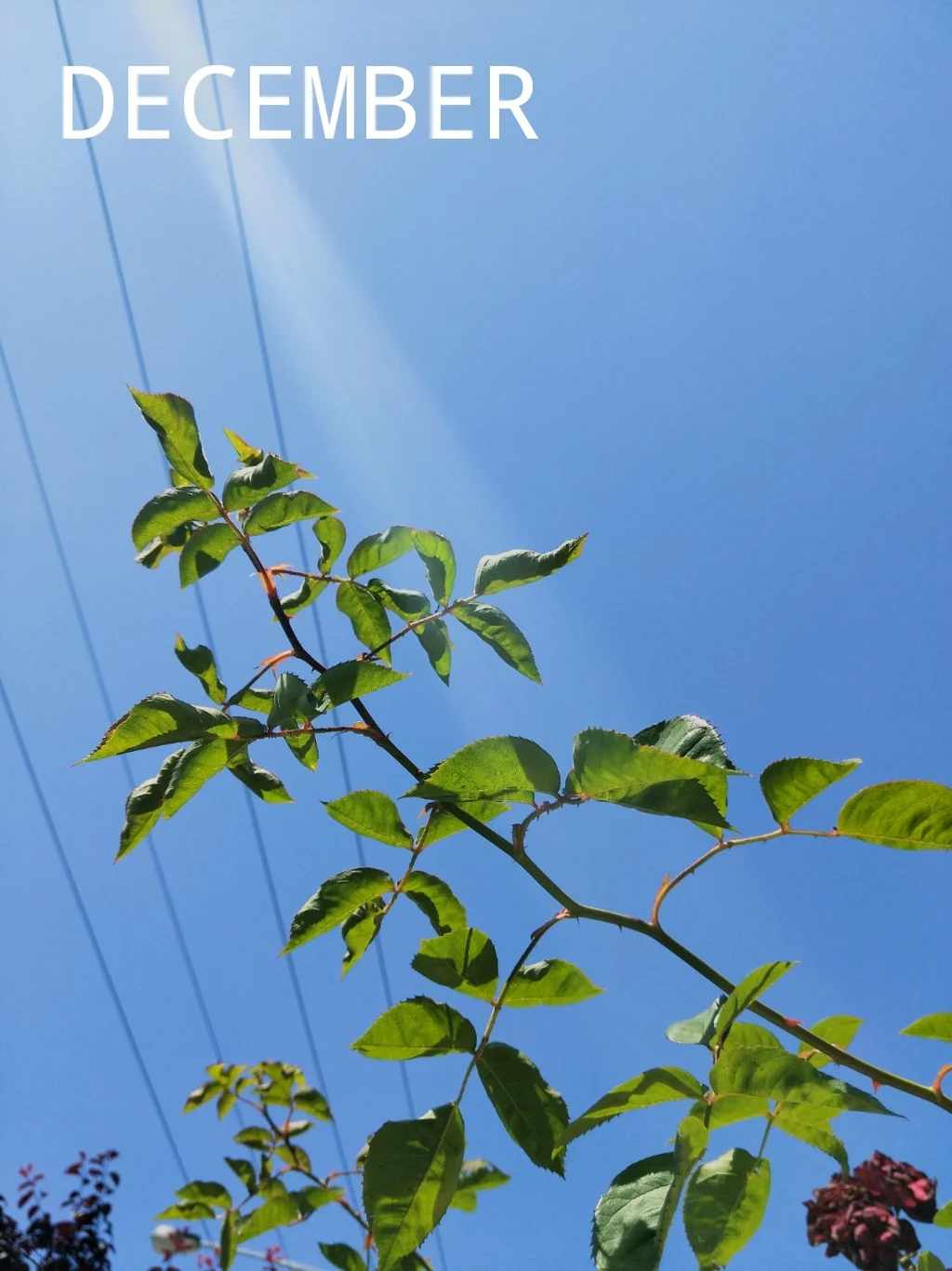 ♡✧ december ✧♡