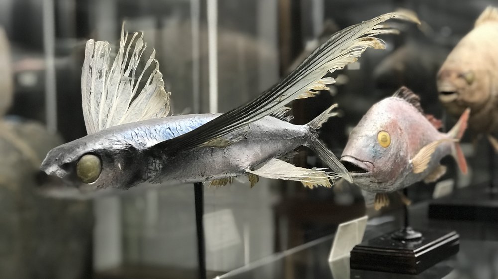 Fish taxidermy at Natural History Museum, Funchal