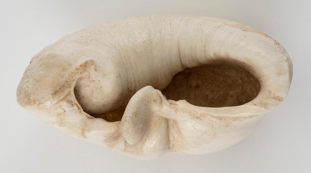 Whale Ear Bone (unspecified species) 