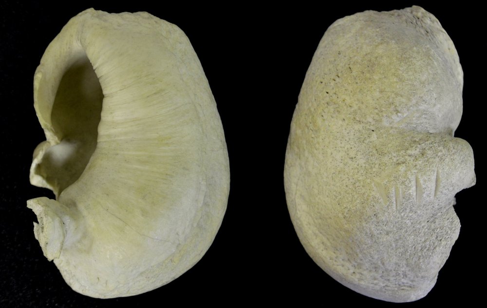 Whale Earbones, front and back view (timpanic bulla) 