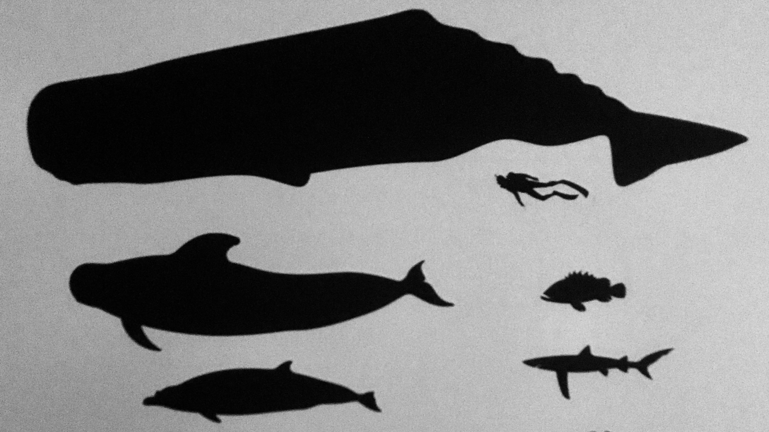 Size comparison chart showing sperm whale and human