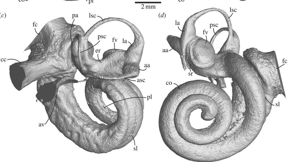 Bony labyrinth (inner ear) of odontoceti (toothed whale)