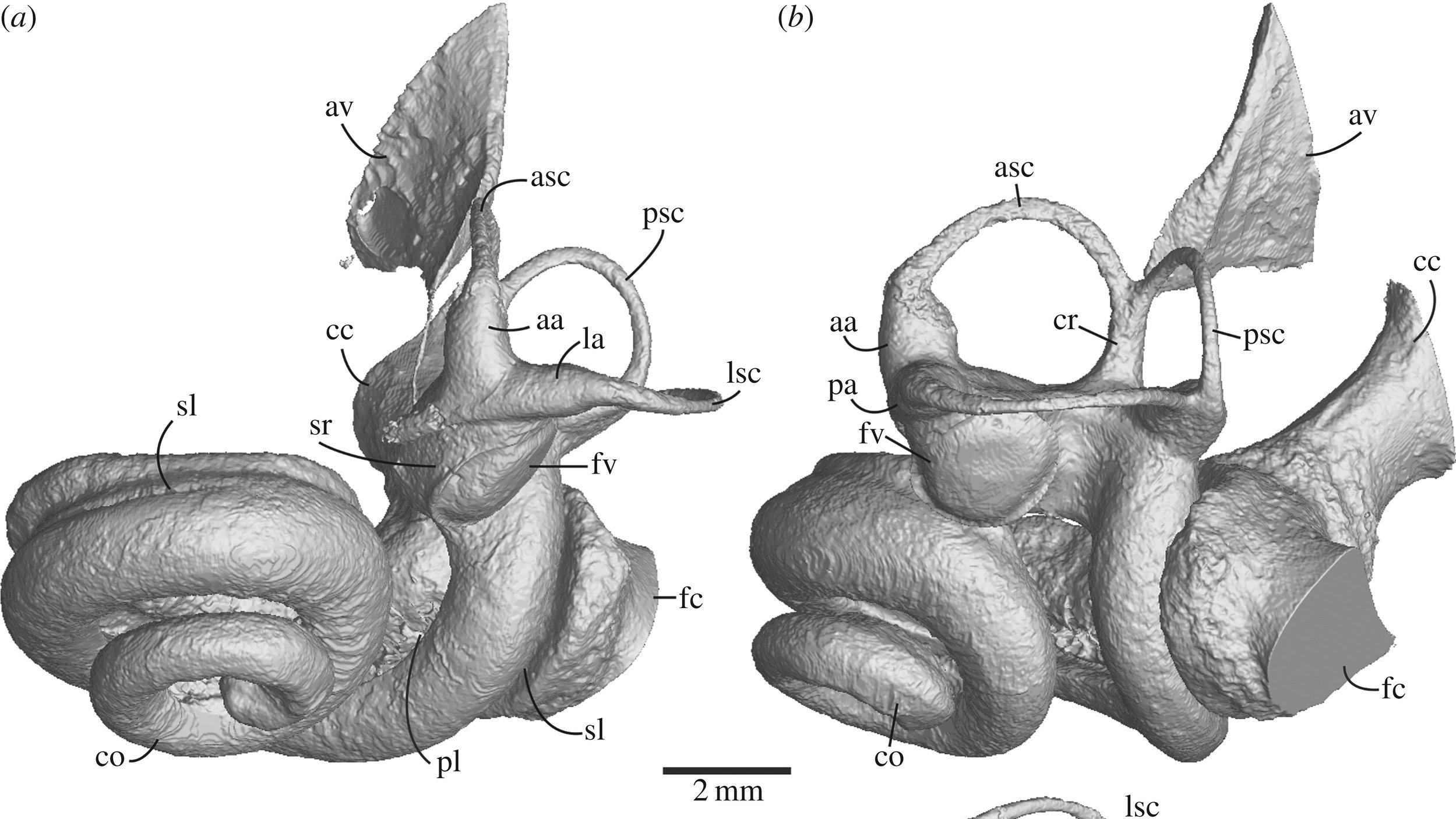 Bony labyrinth (inner ear) of odontoceti (toothed whale)
