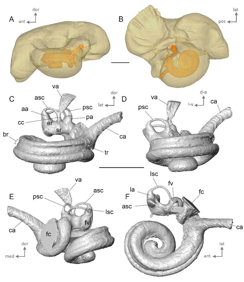 Virtual-cast-of-the-bony-labyrinth-of-AT1-A-B-in-situ-location-of-the-bony-labyrinth.png