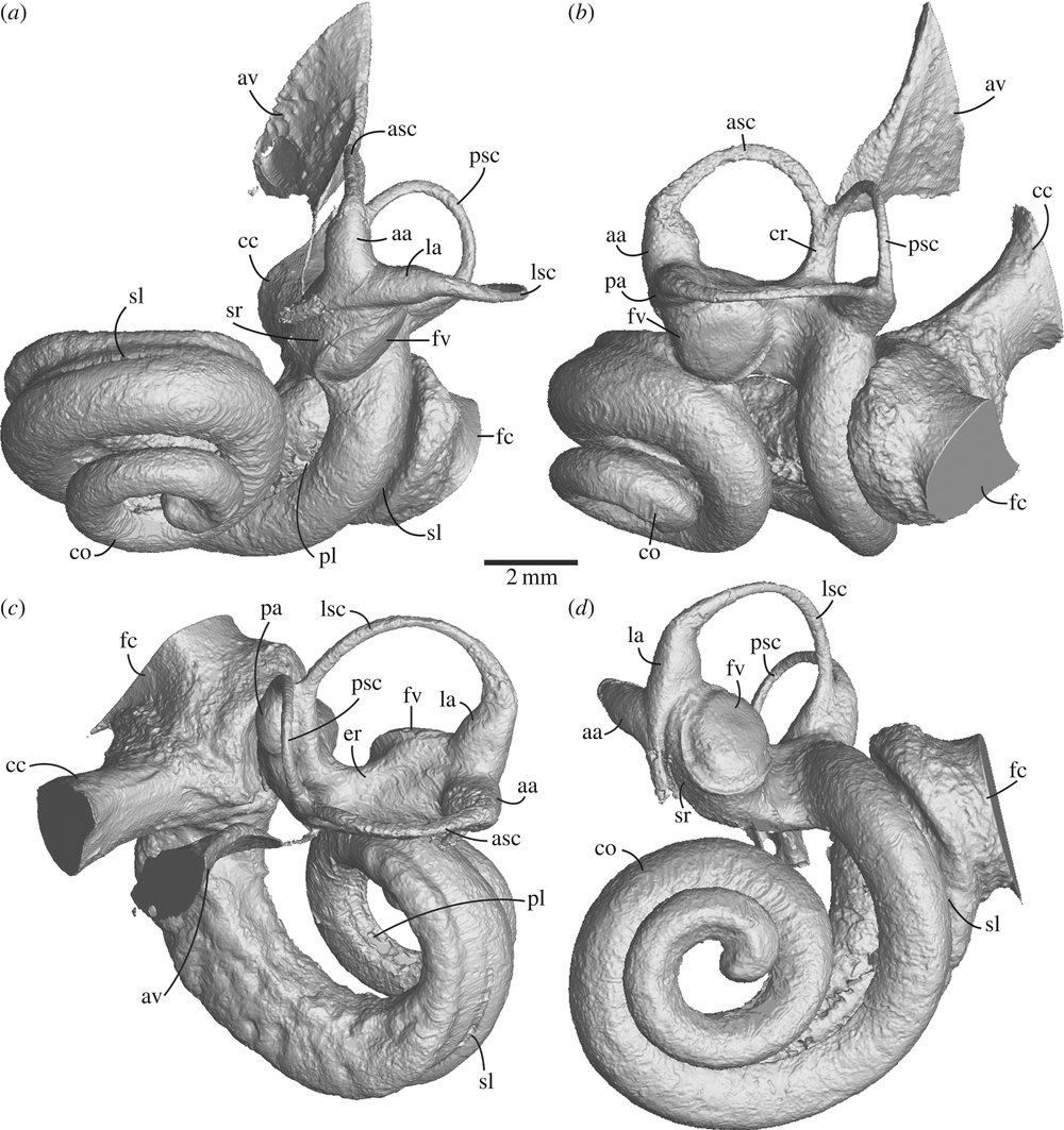 Royal Society Bony Labyrinth.jpg