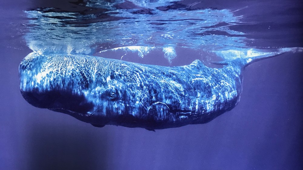 Image of a sperm whale, Museo da Baleia