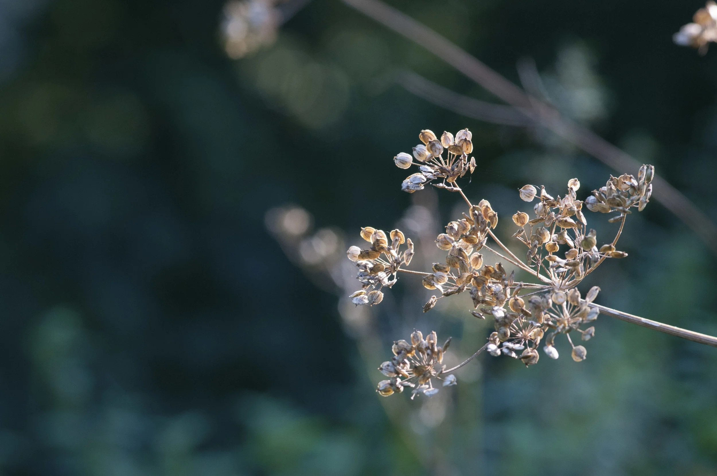 Car parsley in autumn.jpg